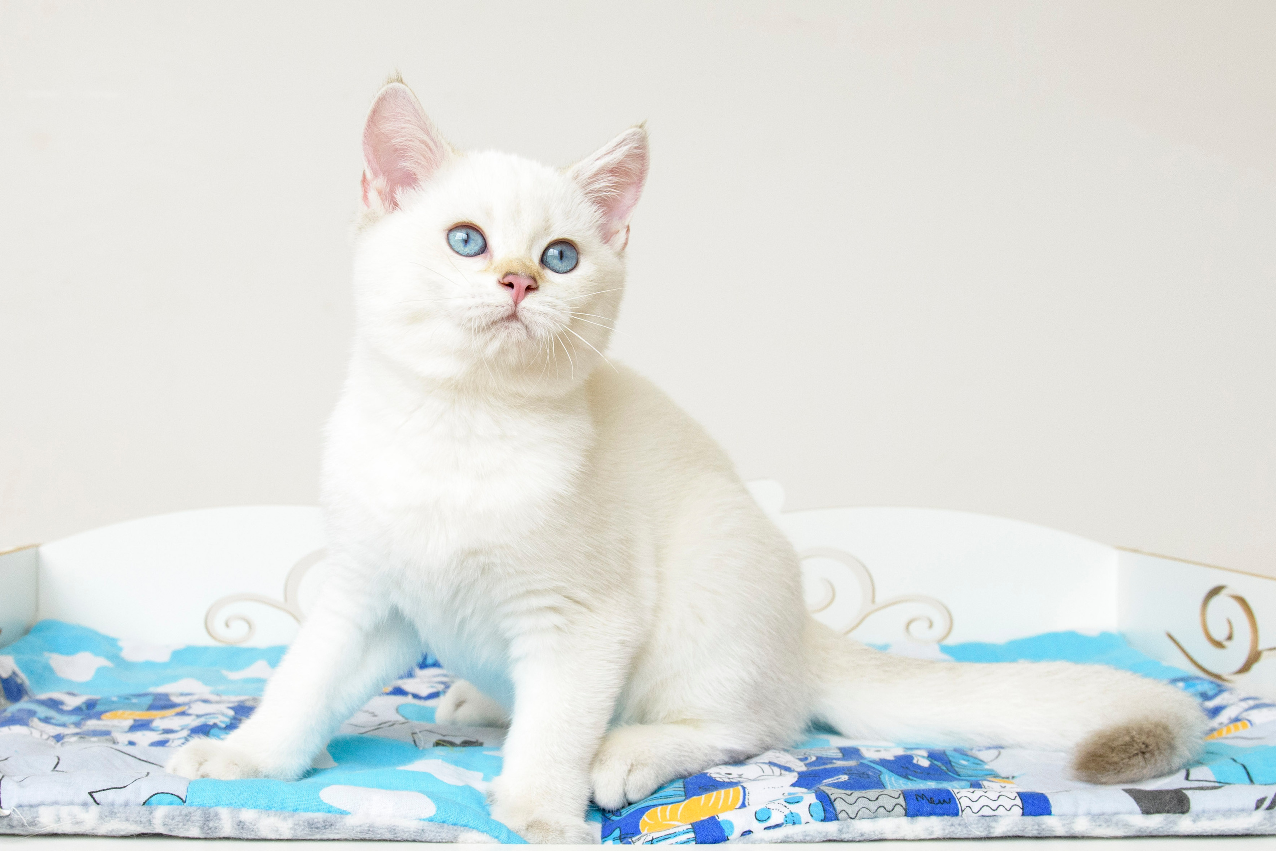 британские котята цена, купить британского котёнка, питомник золотых британцев, питомник золотых британских шиншилл, питомник британских шиншилл Краснодар, питомник британских кошек Краснодар