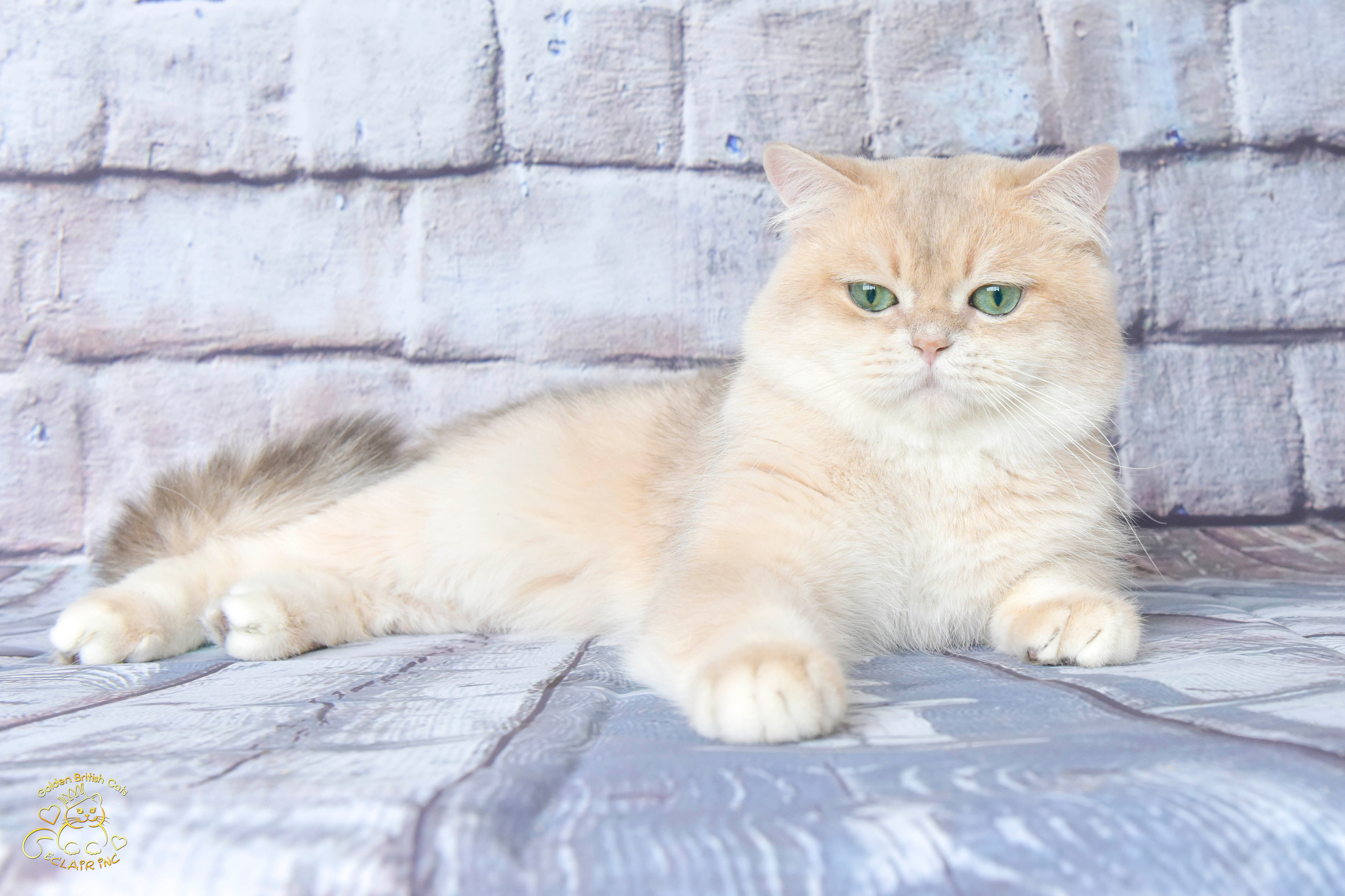 british shorthair golden, british shorthair golden cattery, british shorthair cattery OAE, british golden chinchilla Paris, british shorthair price, british shorthair Russian price, british shorthair London price, cattery british shorthair Limassol, cattery british shorthair Saudi Arabia, british shorthair kittens price, british kittens limassol, hosico cats, hosico cats breed, hosico cat in UK, hosico kitten price