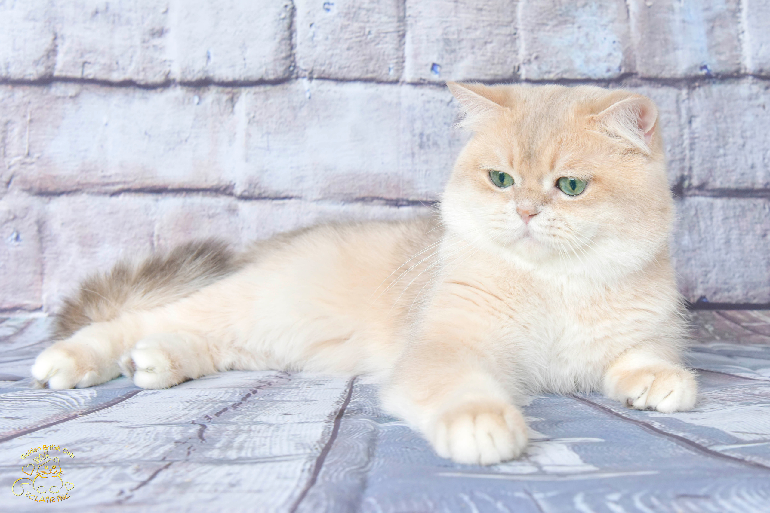 british shorthair golden, british shorthair golden cattery, british shorthair cattery OAE, british golden chinchilla Paris, british shorthair price, british shorthair Russian price, british shorthair London price, cattery british shorthair Limassol, cattery british shorthair Saudi Arabia, british shorthair kittens price, british kittens limassol, hosico cats, hosico cats breed, hosico cat in UK, hosico kitten price