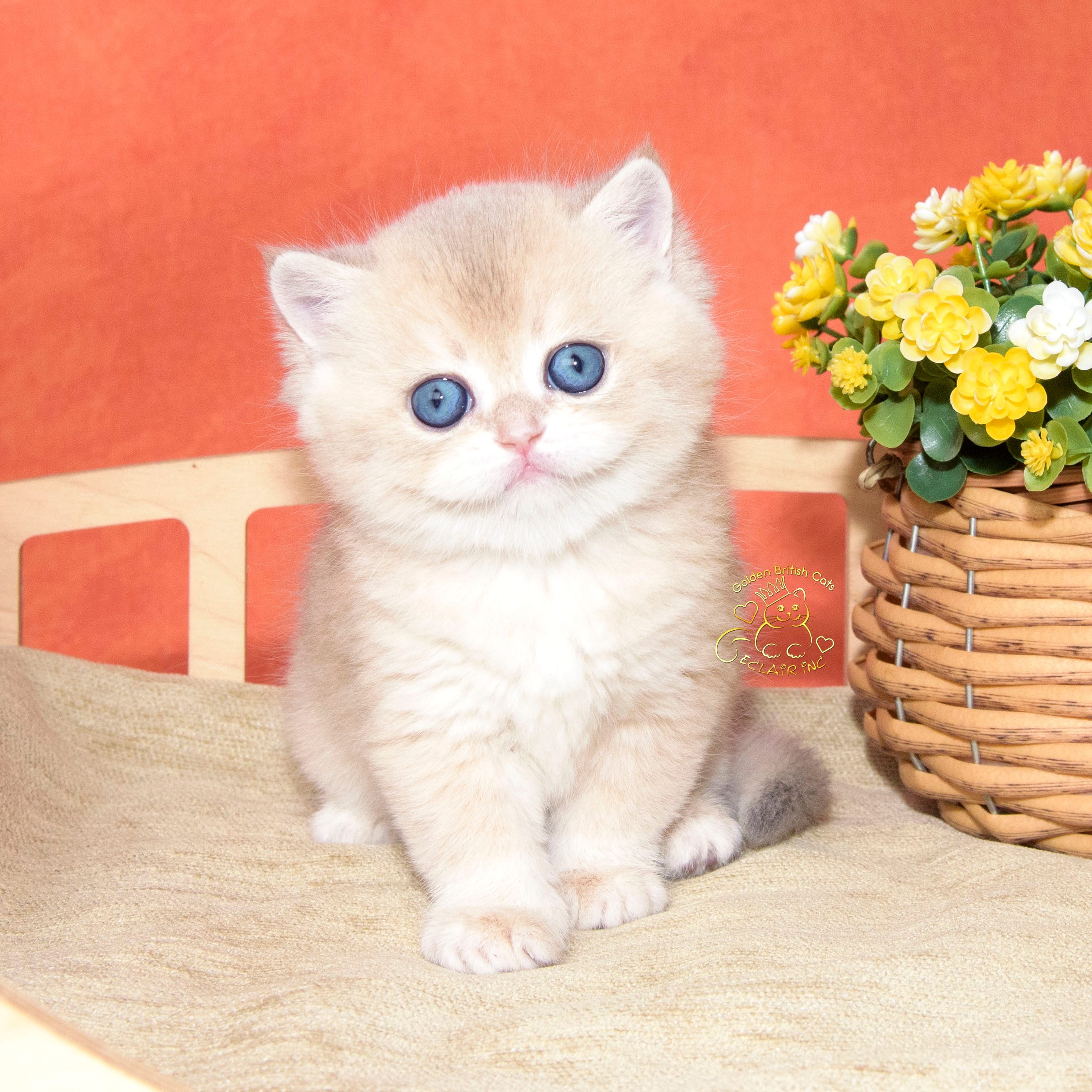 британские котята цена, купить британского котёнка, питомник золотых британцев, питомник золотых британских шиншилл, питомник британских шиншилл Краснодар, питомник британских кошек Краснодар