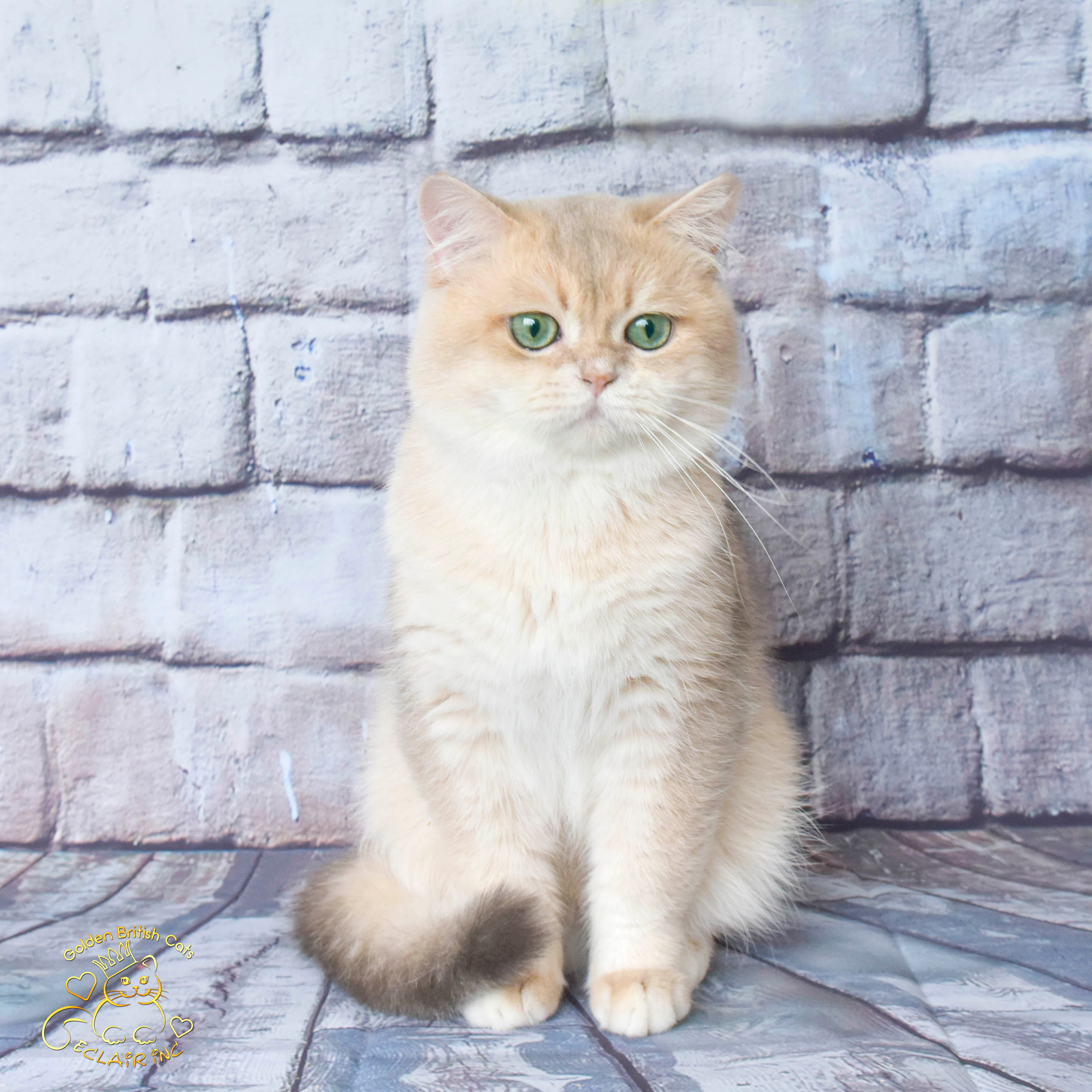 Питомник британских золотых шиншилл в Греции, british shorthair golden, british shorthair golden cattery, british shorthair cattery OAE, british golden chinchilla Paris, british shorthair price, british shorthair Russian price, british shorthair London price, cattery british shorthair Limassol, cattery british shorthair Saudi Arabia, british shorthair kittens price, british kittens limassol, hosico cats, hosico cats breed, hosico cat in UK, hosico kitten price