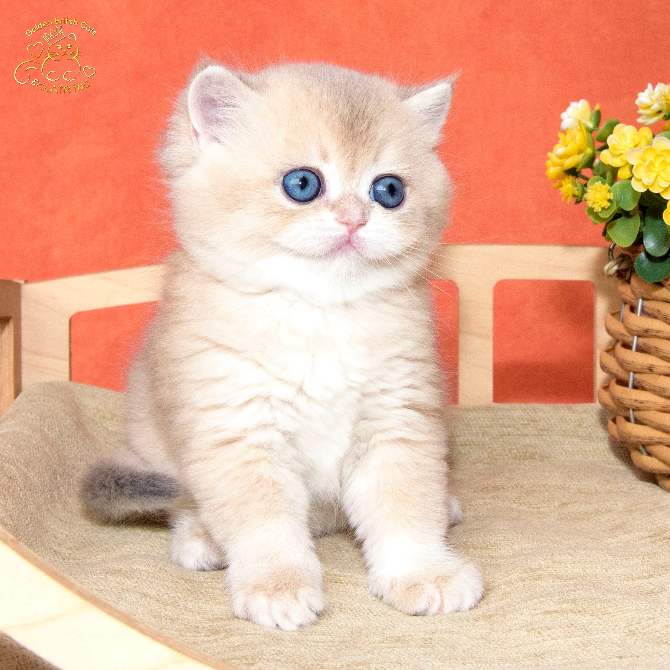 британские котята цена, купить британского котёнка, питомник золотых британцев, питомник золотых британских шиншилл, питомник британских шиншилл Питер, питомник британских кошек Питер, питомник британских кошек Санкт Петербург