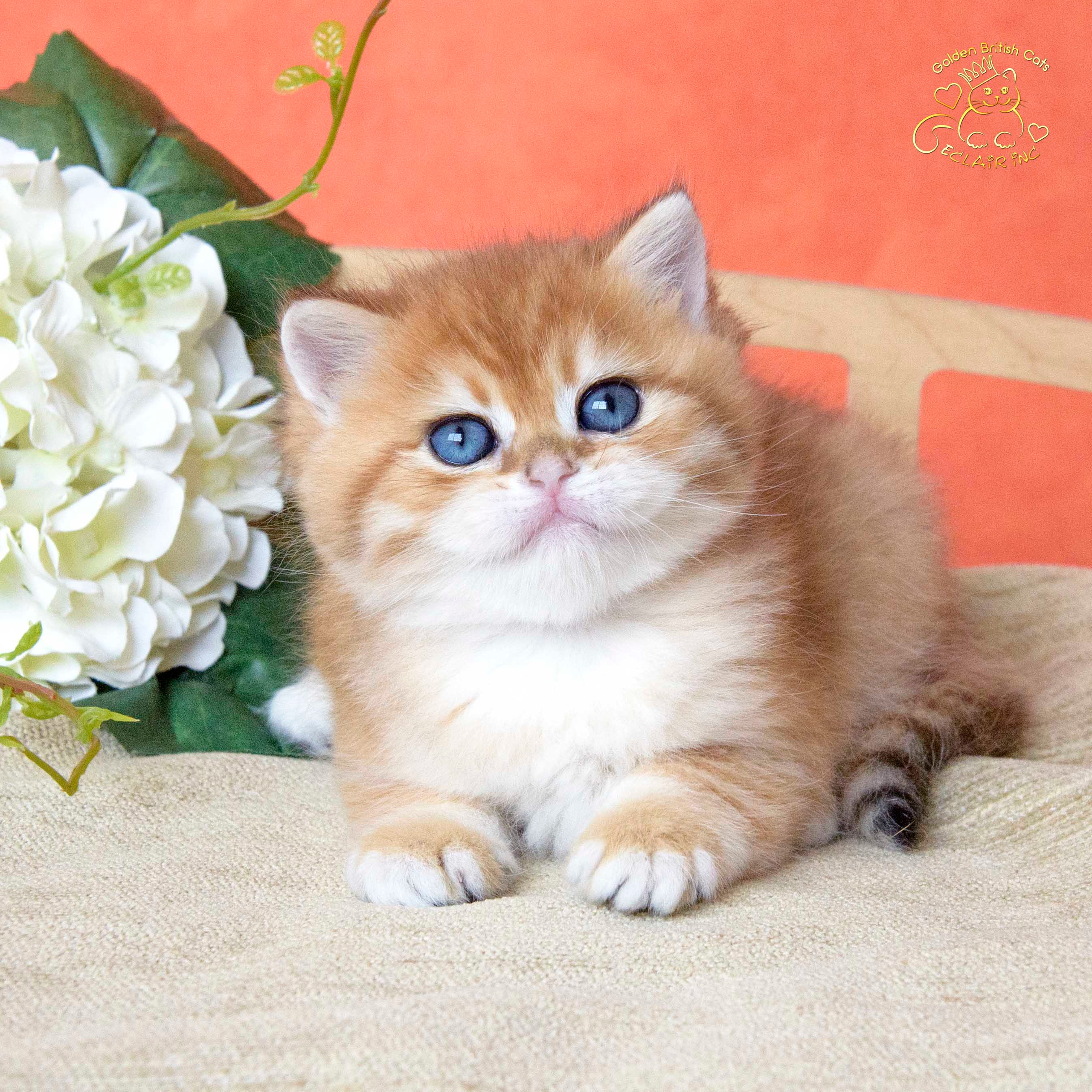 британские котята цена, купить британского котёнка, питомник золотых британцев, питомник золотых британских шиншилл, питомник британских шиншилл Новосибирск, питомник британских кошек Новосибирск