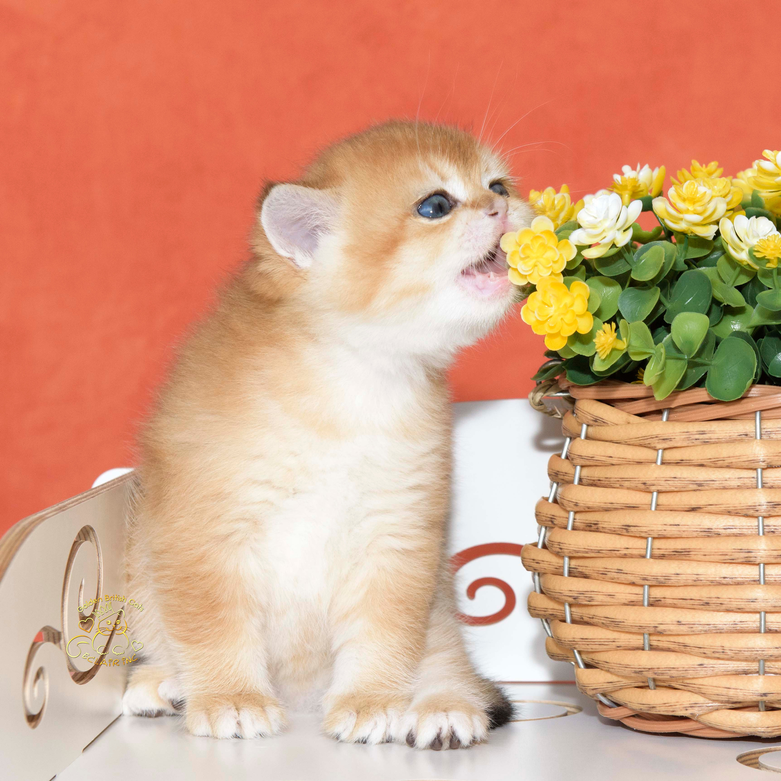 британские котята цена, купить британского котёнка, питомник золотых британцев, питомник золотых британских шиншилл, питомник британских шиншилл Питер, питомник британских кошек Питер, питомник британских кошек Санкт Петербург