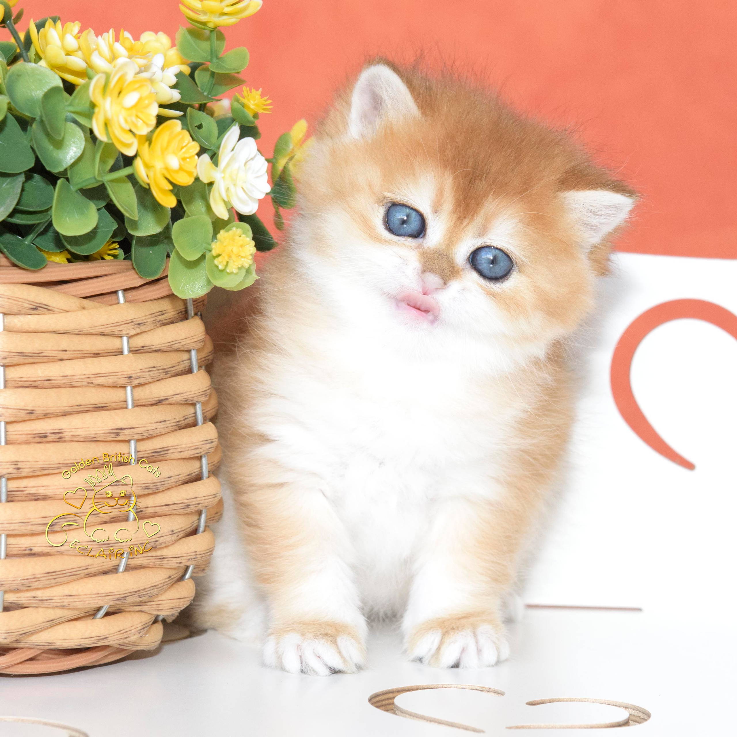 Εκτροφειο βρετανικης κοντότριχης γατας στην Ελλαδα, εκτροφειο british shorthair Αθηνα, εκτροφείο βρετανικής κοντότριχης στην Αθήνα, βρετανικη κοντοτριχη τσιντσιλα, χρυση βρετανική γάτα, βρετανική κοντότριχη γάτα με pedigree, βρετανική κοντότριχη γάτα τιμή, βρετανική μακρύτριχη γάτα, εκτροφείο βρετανικής κοντότριχης γάτας στην Κύπρο, βρετανική γάτα στην Κύπρο τιμή, χρυσή βρετανική γάτα στην Κύπρο, χρυσή βρετανική γάτα Λεμεσός, εκτροφειο βρετανικης γατας Λεμεσος, βρετανικο γατακι τιμη Λεμεσος, βρετανικο γατακι τιμη, βρετανικη γατα Κυπρος, βρετανικη κοντοτριχη γατα τιμη, εκτροφειο βρετανικης κοντοτριχης Θεσσαλονικη