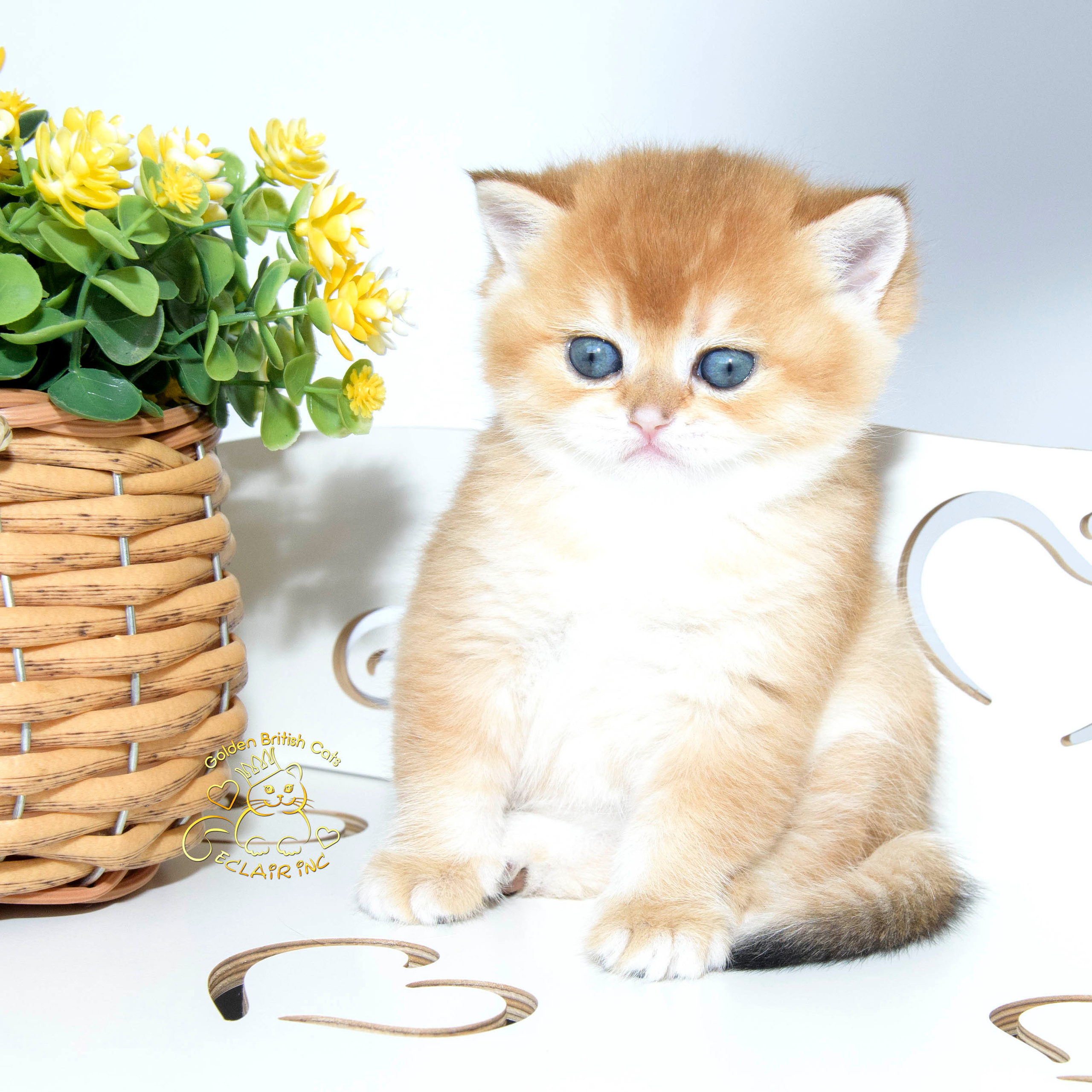 британские котята цена, купить британского котёнка, питомник золотых британцев, питомник золотых британских шиншилл, питомник британских шиншилл Москва, питомник британских кошек Москва