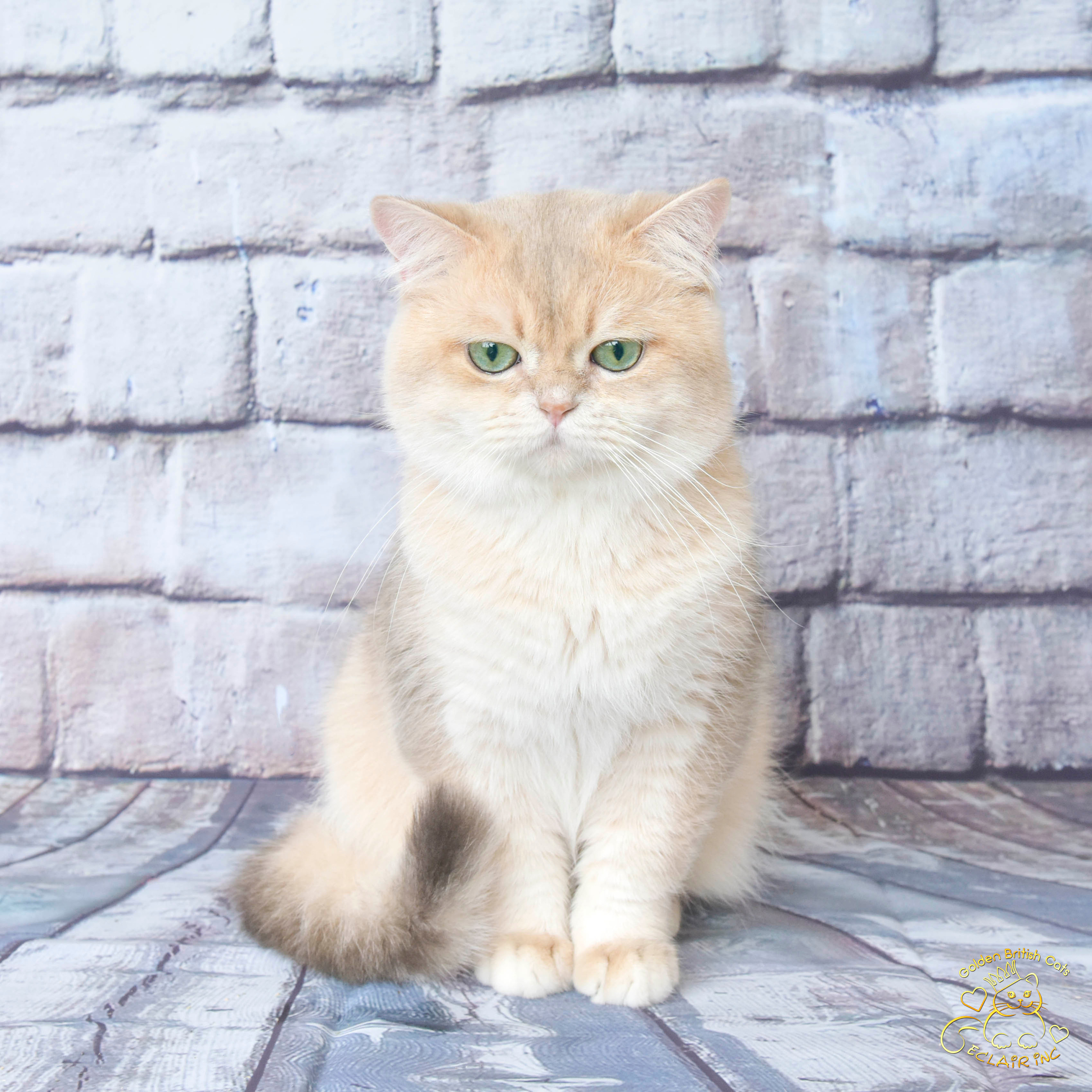 british shorthair golden, british shorthair golden cattery, british shorthair cattery OAE, british golden chinchilla Paris, british shorthair price, british shorthair Russian price, british shorthair London price, cattery british shorthair Limassol, cattery british shorthair Saudi Arabia, british shorthair kittens price, british kittens limassol, hosico cats, hosico cats breed, hosico cat in UK, hosico kitten price