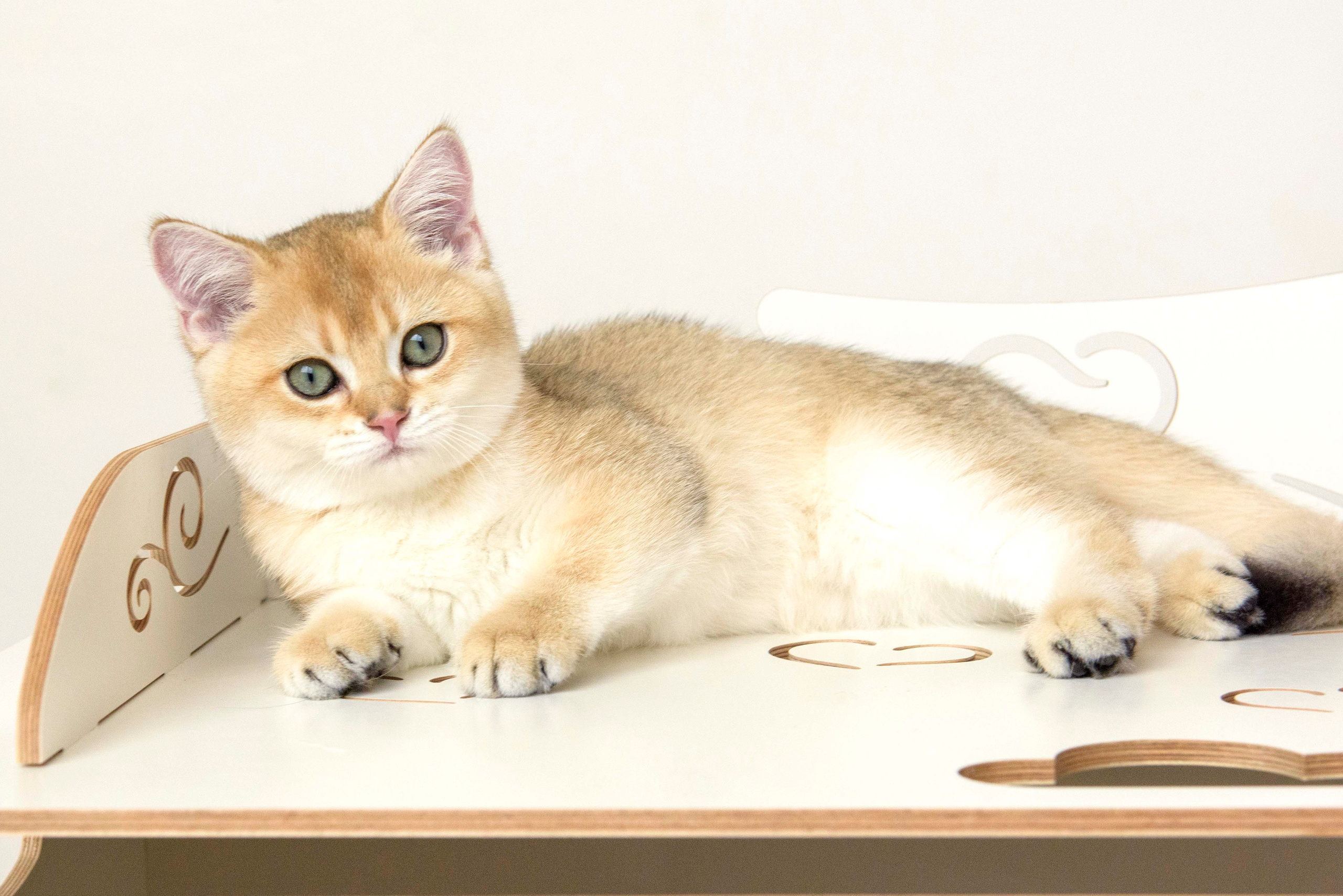 Βρετανικά γατάκια Ελλάδα, βρετανικά γατάκια Κύπρος, βρετανική γάτα Λεμεσός, βρετανική γάτα Κύπρος τιμή, εκτροφείο βρετανικής γάτας Κύπρος, εκτροφείο βρετανικής γάτας Λεμεσός, εκτροφείο βρετανικής γάτας Λάρνακα, εκτροφείο βρετανικής κοντότριχης γάτας στην Αθήνα, εκτροφείο βρετανικής κοντότριχης στην Ελλάδα, βρετανική κοντότριχη γάτα τιμή