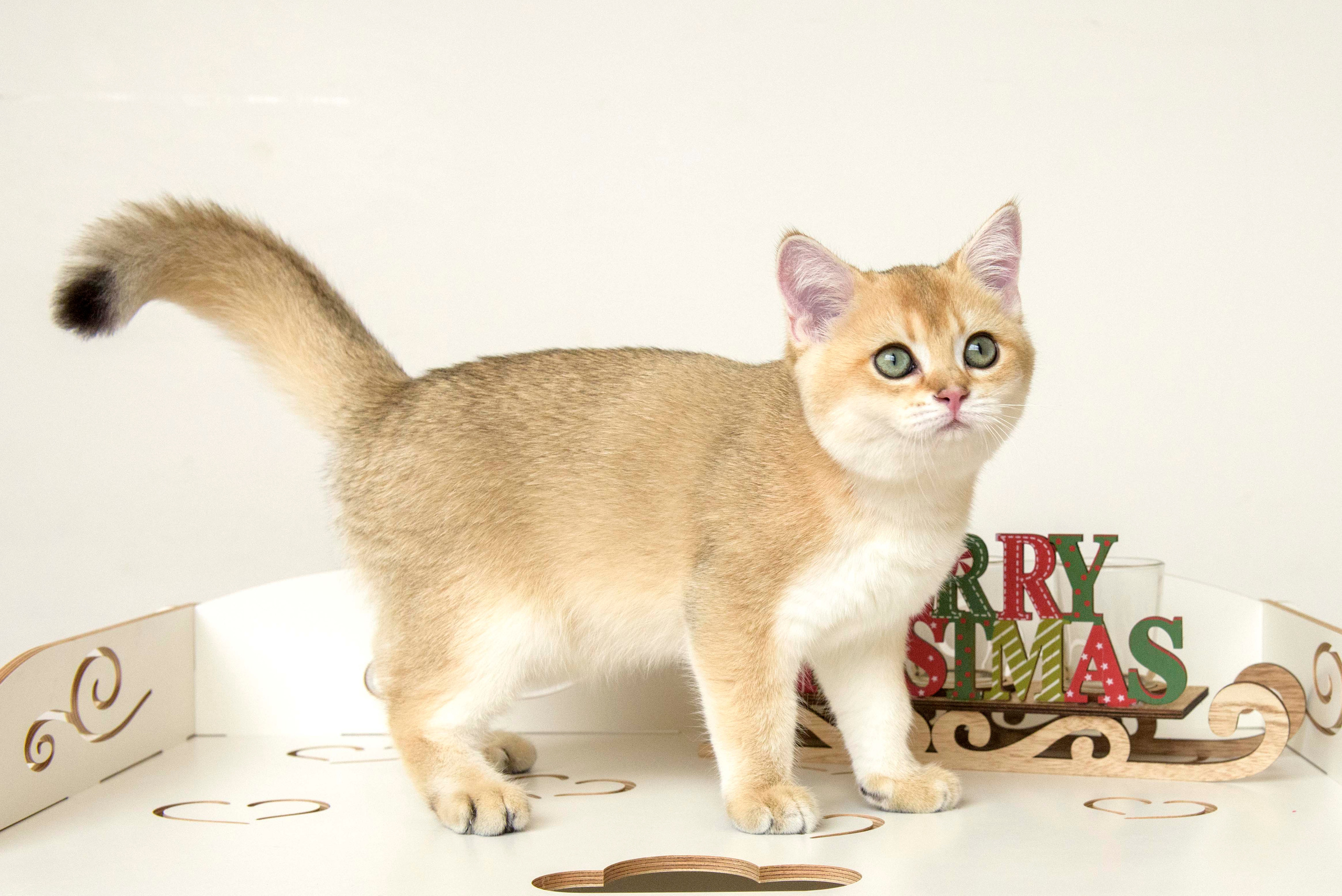 Βρετανικά γατάκια Ελλάδα, βρετανικά γατάκια Κύπρος, βρετανική γάτα Λεμεσός, βρετανική γάτα Κύπρος τιμή, εκτροφείο βρετανικής γάτας Κύπρος, εκτροφείο βρετανικής γάτας Λεμεσός, εκτροφείο βρετανικής γάτας Λάρνακα, εκτροφείο βρετανικής κοντότριχης γάτας στην Αθήνα, εκτροφείο βρετανικής κοντότριχης στην Ελλάδα, βρετανική κοντότριχη γάτα τιμή