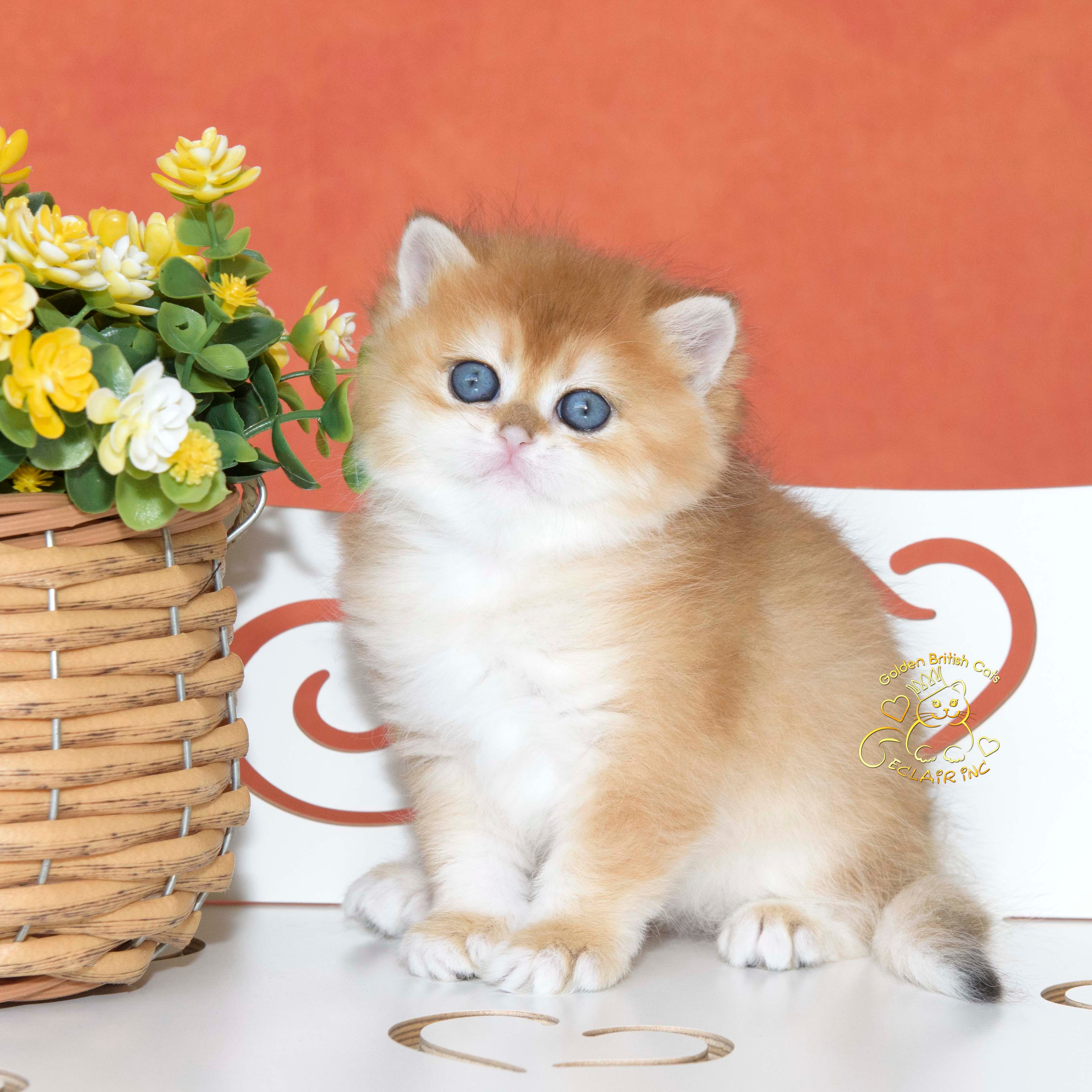 Εκτροφειο βρετανικης κοντότριχης γατας στην Ελλαδα, εκτροφειο british shorthair Αθηνα, εκτροφείο βρετανικής κοντότριχης στην Αθήνα, βρετανικη κοντοτριχη τσιντσιλα, χρυση βρετανική γάτα, βρετανική κοντότριχη γάτα με pedigree, βρετανική κοντότριχη γάτα τιμή, βρετανική μακρύτριχη γάτα, εκτροφείο βρετανικής κοντότριχης γάτας στην Κύπρο, βρετανική γάτα στην Κύπρο τιμή, χρυσή βρετανική γάτα στην Κύπρο, χρυσή βρετανική γάτα Λεμεσός, εκτροφειο βρετανικης γατας Λεμεσος, βρετανικο γατακι τιμη Λεμεσος, βρετανικο γατακι τιμη, βρετανικη γατα Κυπρος, βρετανικη κοντοτριχη γατα τιμη, εκτροφειο βρετανικης κοντοτριχης Θεσσαλονικη