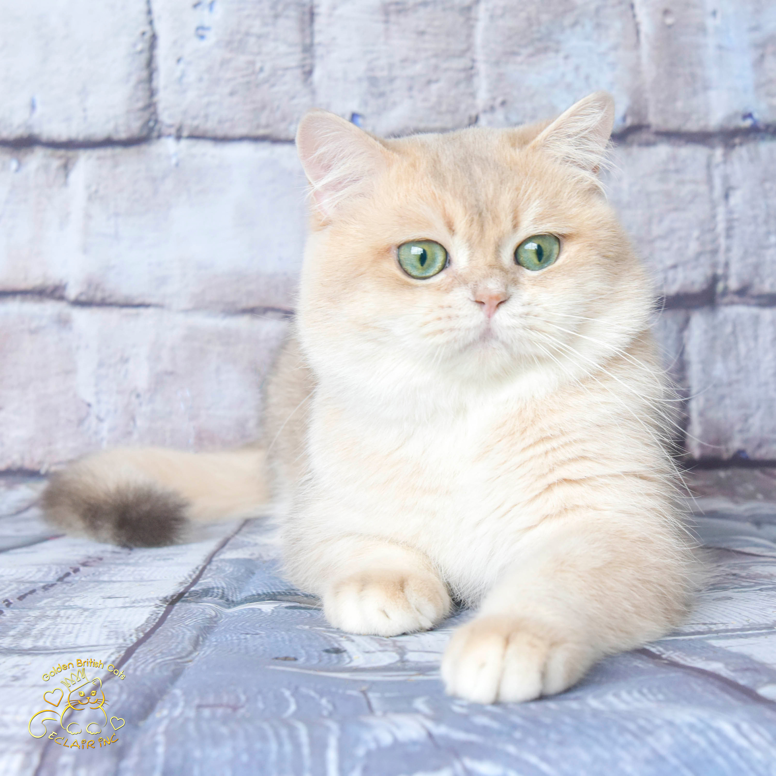 cattery british shorthair, british shorthair golden, british shorthair golden cattery, british shorthair cattery OAE, british golden chinchilla Paris, british shorthair price, british shorthair Russian price, british shorthair London price, cattery british shorthair Limassol, cattery british shorthair Saudi Arabia, british shorthair kittens price, british kittens limassol, hosico cats, hosico cats breed, hosico cat in UK, hosico kitten price