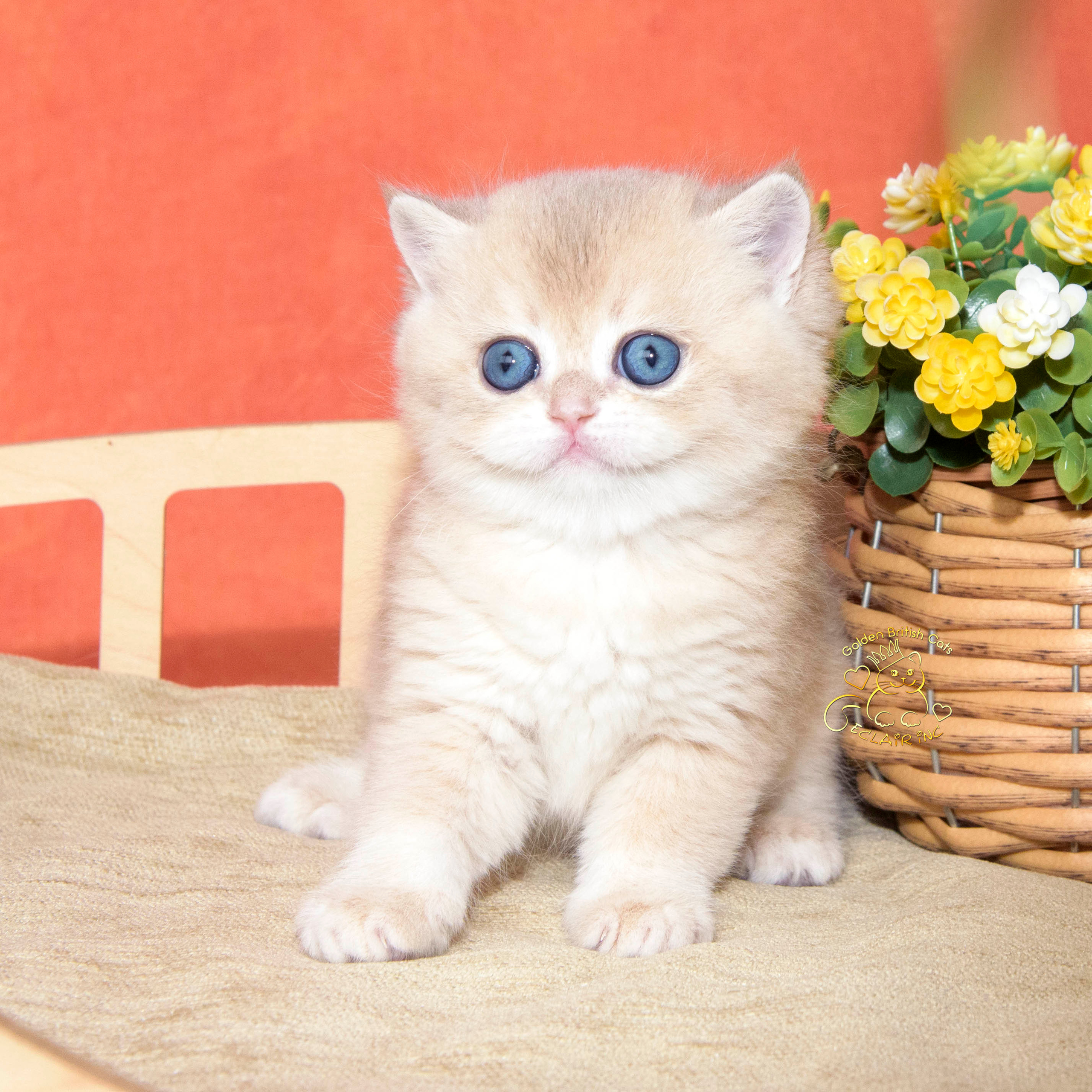 британские кошки, британские золотые кошки, британские золотые шиншиллы, питомник британских кошек, питомник золотых шиншилл, купить британскую кошку, питомник британских шиншилл в Греции, британские кошки, британские золотые кошки, британские золотые шиншиллы, питомник британских кошек, питомник золотых шиншилл, купить британскую кошку, питомник британских шиншилл в Греции, Питомник британских золотых шиншилл, британские кошки, питомник британских кошек, питомник золотых шиншилл, питомник золотых британцев, британская кошка Москва, британская золотая шиншилла Лимассол, питомник британских кошек Москва, питомник  британских кошек Ростов, британских кошек Сочи, питомник британских кошек Екатеринбург