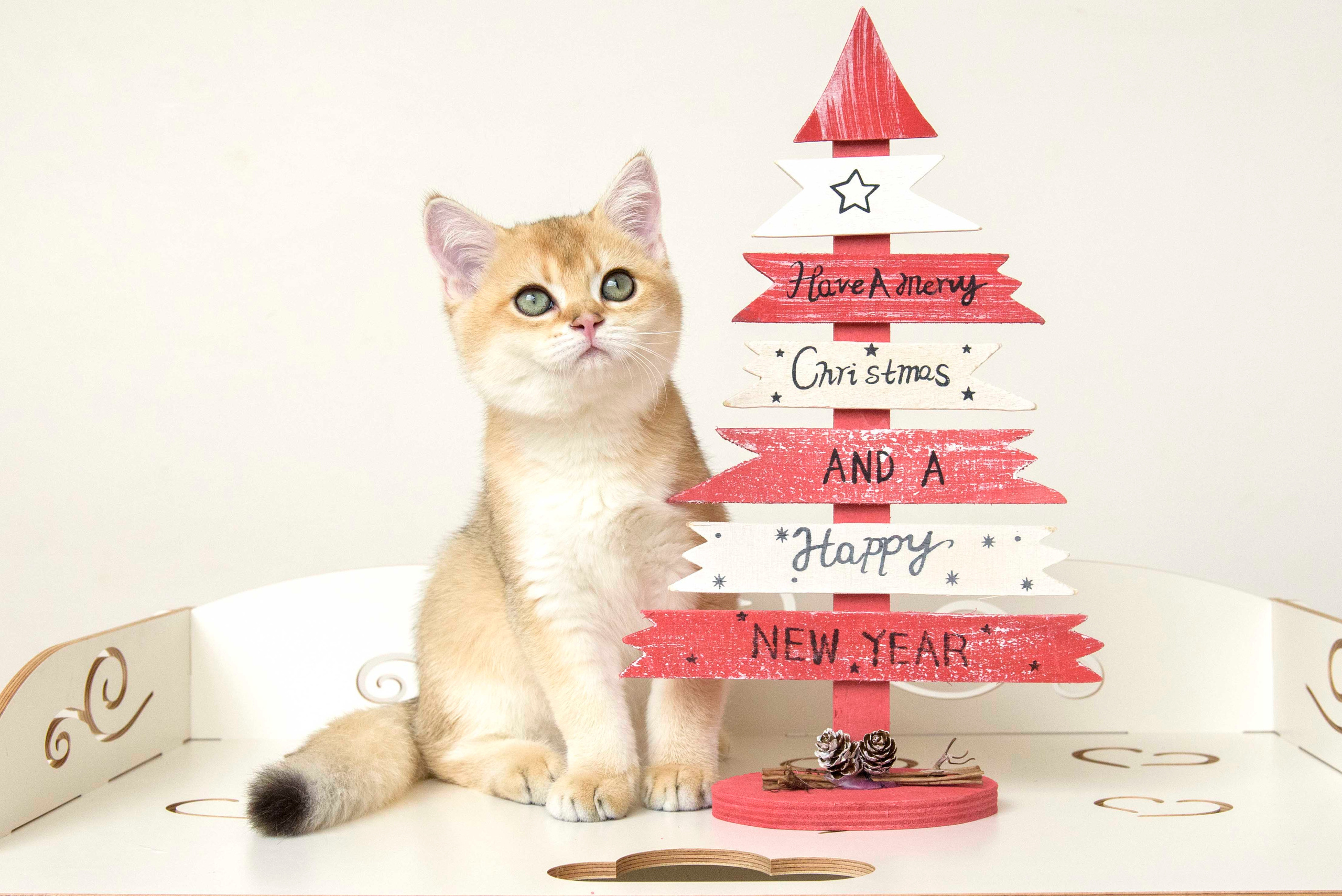 Βρετανικά γατάκια Ελλάδα, βρετανικά γατάκια Κύπρος, βρετανική γάτα Λεμεσός, βρετανική γάτα Κύπρος τιμή, εκτροφείο βρετανικής γάτας Κύπρος, εκτροφείο βρετανικής γάτας Λεμεσός, εκτροφείο βρετανικής γάτας Λάρνακα, εκτροφείο βρετανικής κοντότριχης γάτας στην Αθήνα, εκτροφείο βρετανικής κοντότριχης στην Ελλάδα, βρετανική κοντότριχη γάτα τιμή