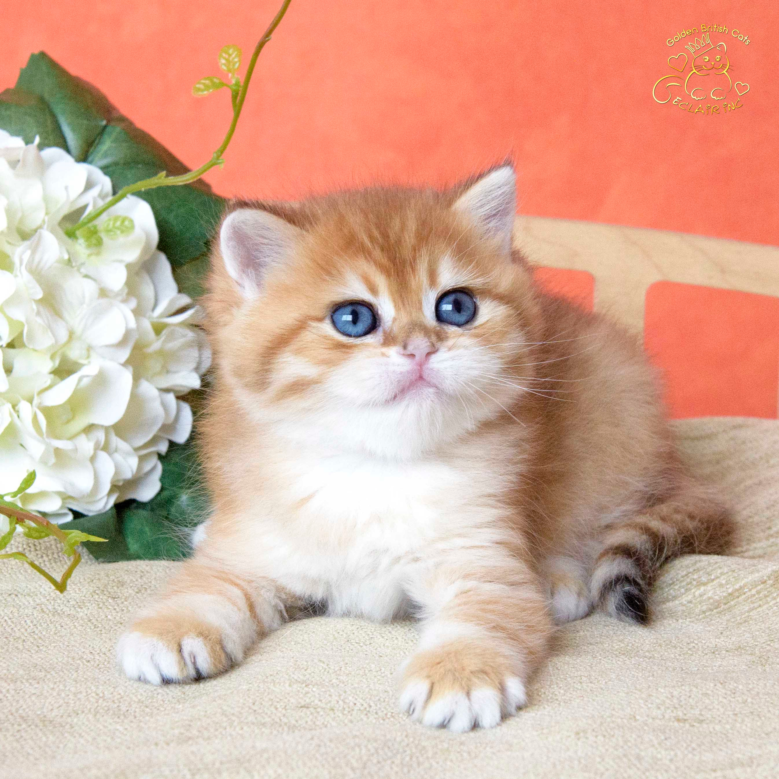 британские кошки, британские золотые кошки, британские золотые шиншиллы, питомник британских кошек, питомник золотых шиншилл, купить британскую кошку, питомник британских шиншилл Владивосток