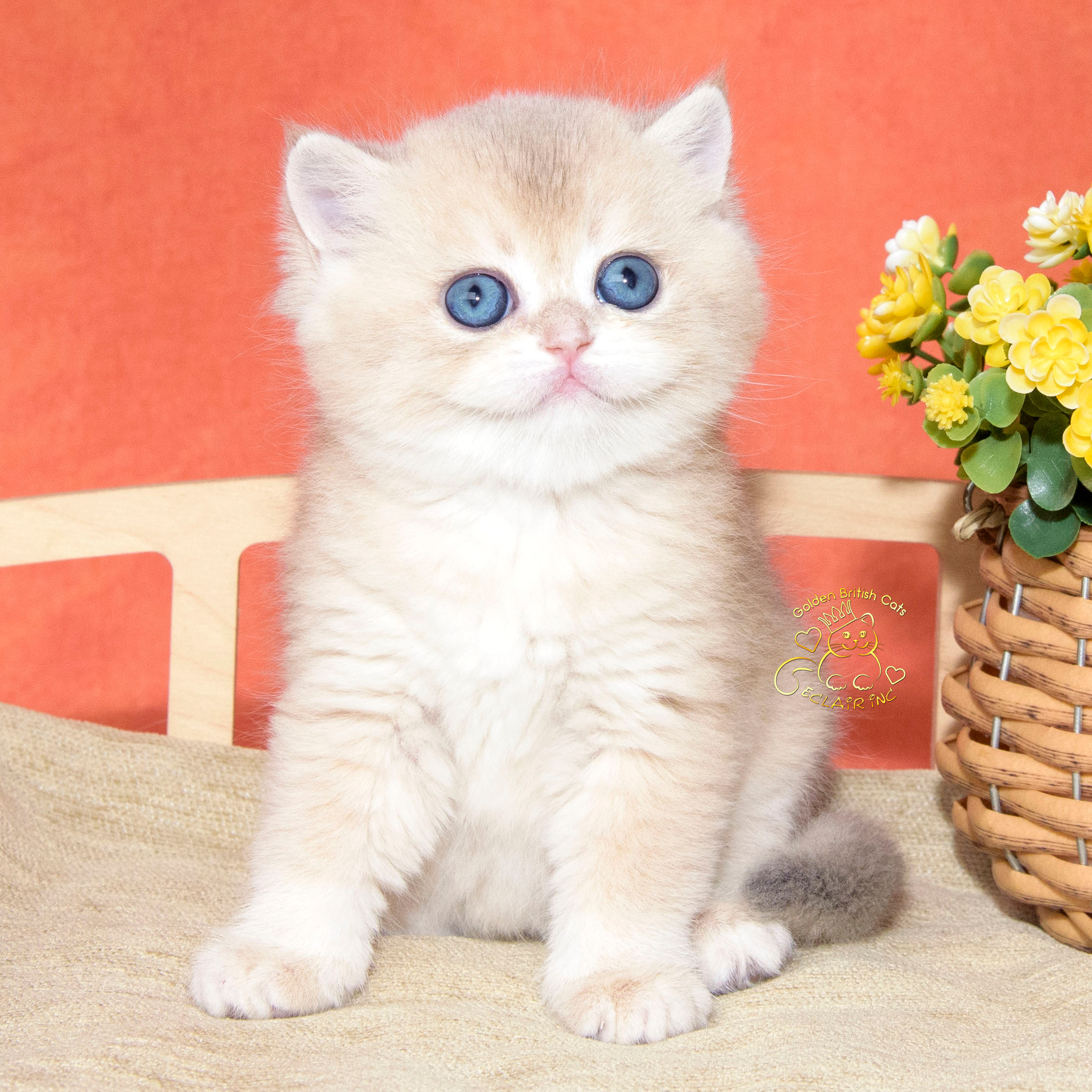 британские котята цена, купить британского котёнка, питомник золотых британцев, питомник золотых британских шиншилл, питомник британских шиншилл Новосибирск, питомник британских кошек Новосибирск