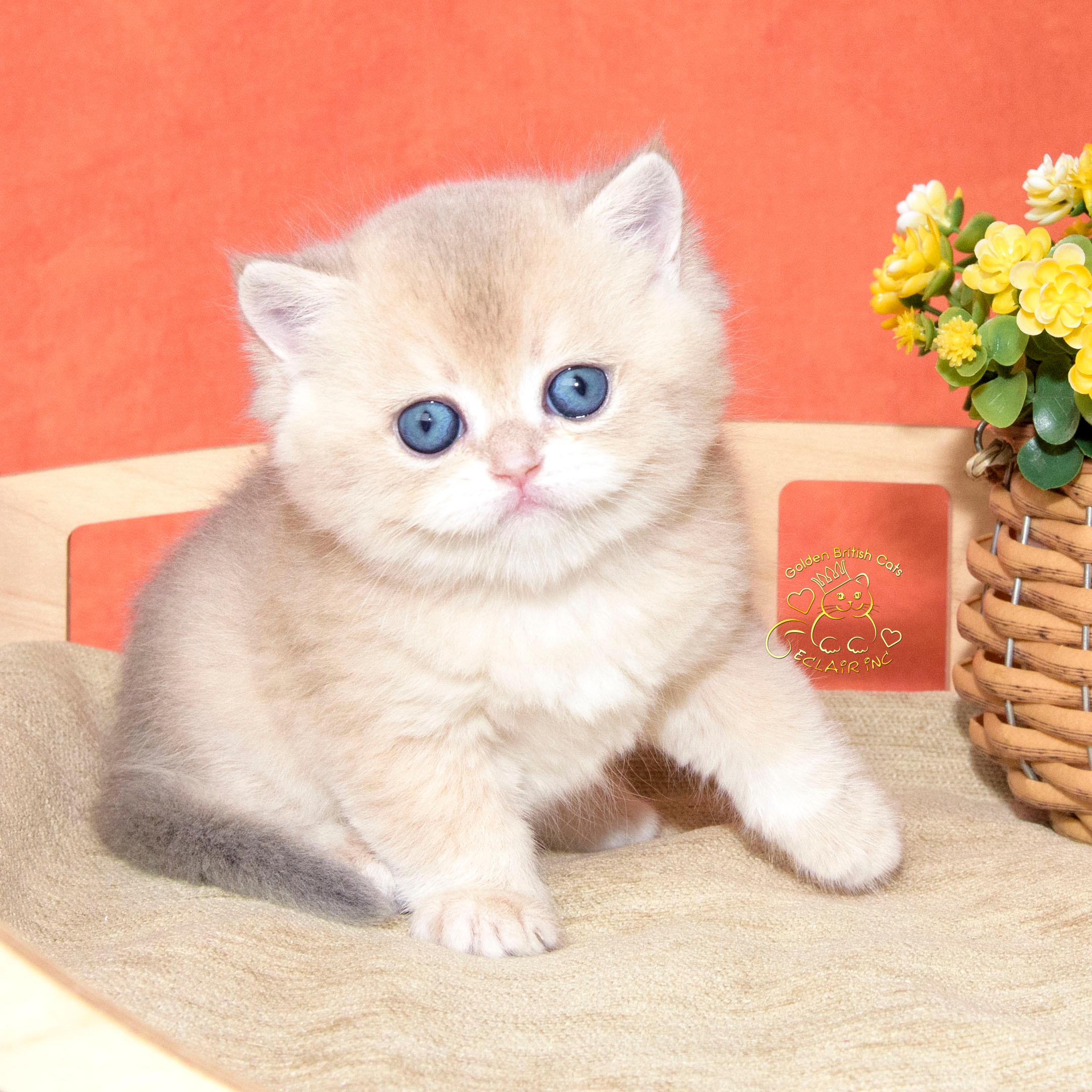 британские котята цена, купить британского котёнка, питомник золотых британцев, питомник золотых британских шиншилл, питомник британских шиншилл Новороссийск, питомник британских кошек Новороссийск, британские кошки, британские золотые кошки, британские золотые шиншиллы, питомник британских кошек, питомник золотых шиншилл, купить британскую кошку, питомник британских шиншилл в Греции, Питомник британских золотых шиншилл, британские кошки, питомник британских кошек, питомник золотых шиншилл, питомник золотых британцев, британская кошка Москва, британская золотая шиншилла Лимассол, питомник британских кошек Москва, питомник  британских кошек Ростов, британских кошек Сочи, питомник британских кошек Екатеринбург