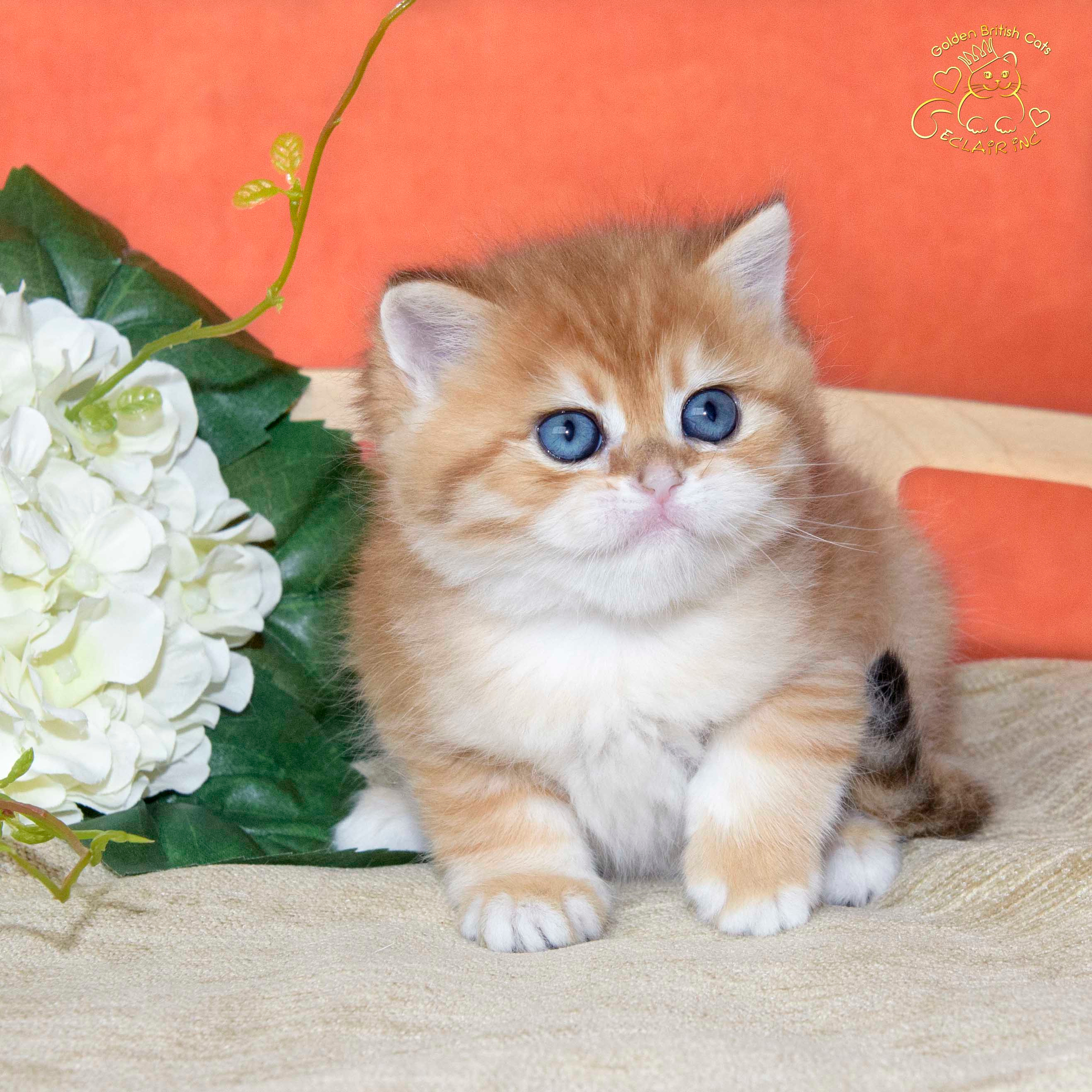британские котята цена, купить британского котёнка, питомник золотых британцев, питомник золотых британских шиншилл, питомник британских шиншилл Москва, питомник британских кошек Москва