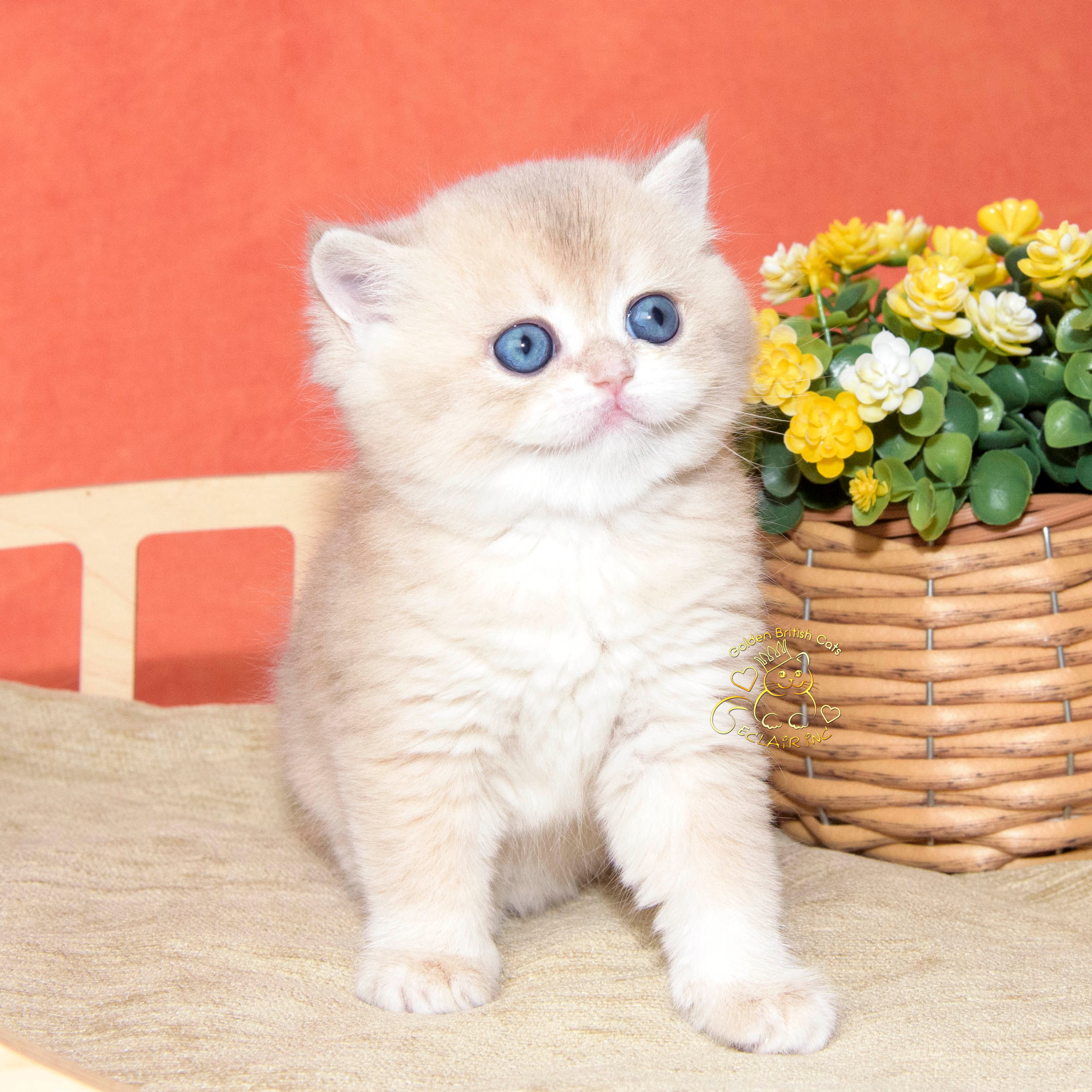 британские кошки, британские золотые кошки, британские золотые шиншиллы, питомник британских кошек, питомник золотых шиншилл, купить британскую кошку, питомник британских шиншилл в Салониках