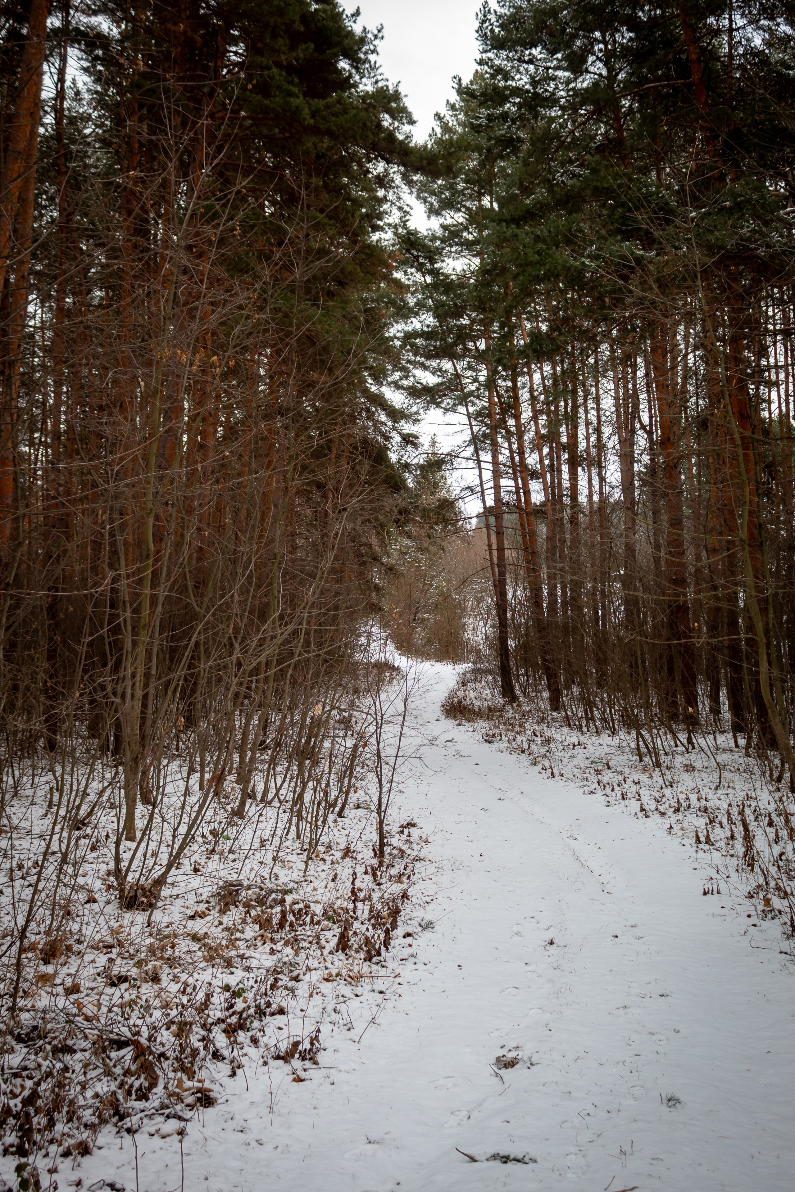 Narrow forest path partially covered in snow, surrounded by tall pine trees.