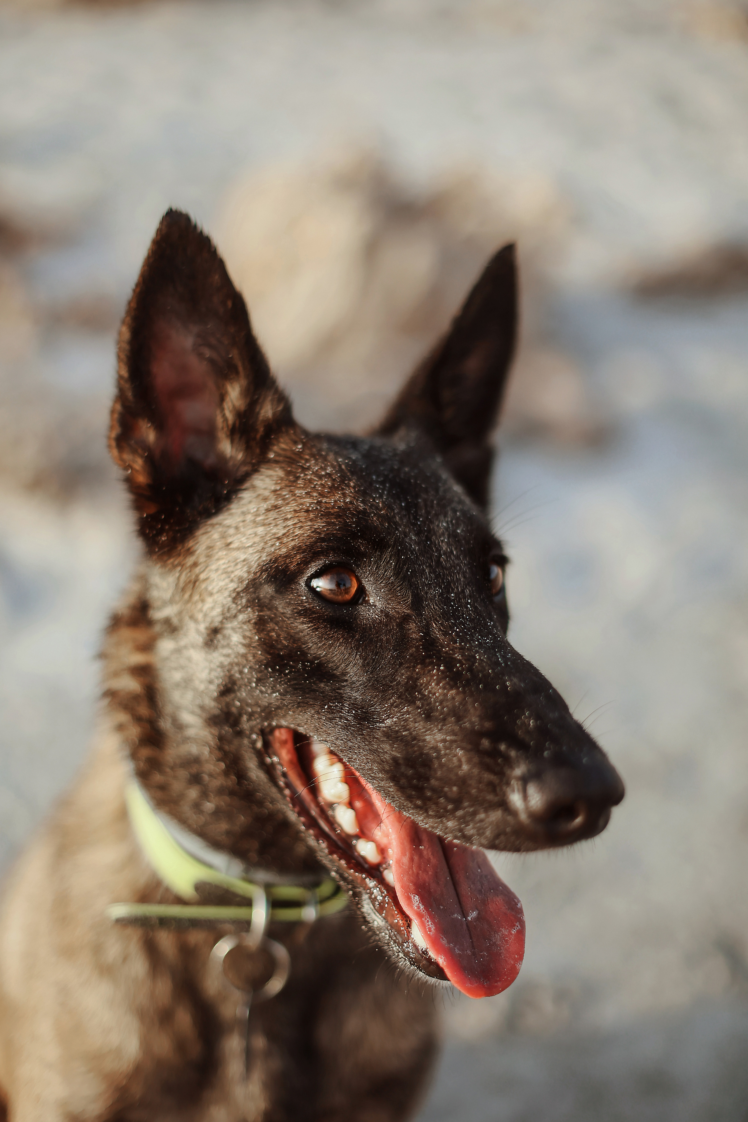 Съемка с питомцем, Айя-Напа. Май, 2022. Kipriotka. Ваш фотограф на Кипре (Айя-Напа, Протарас)