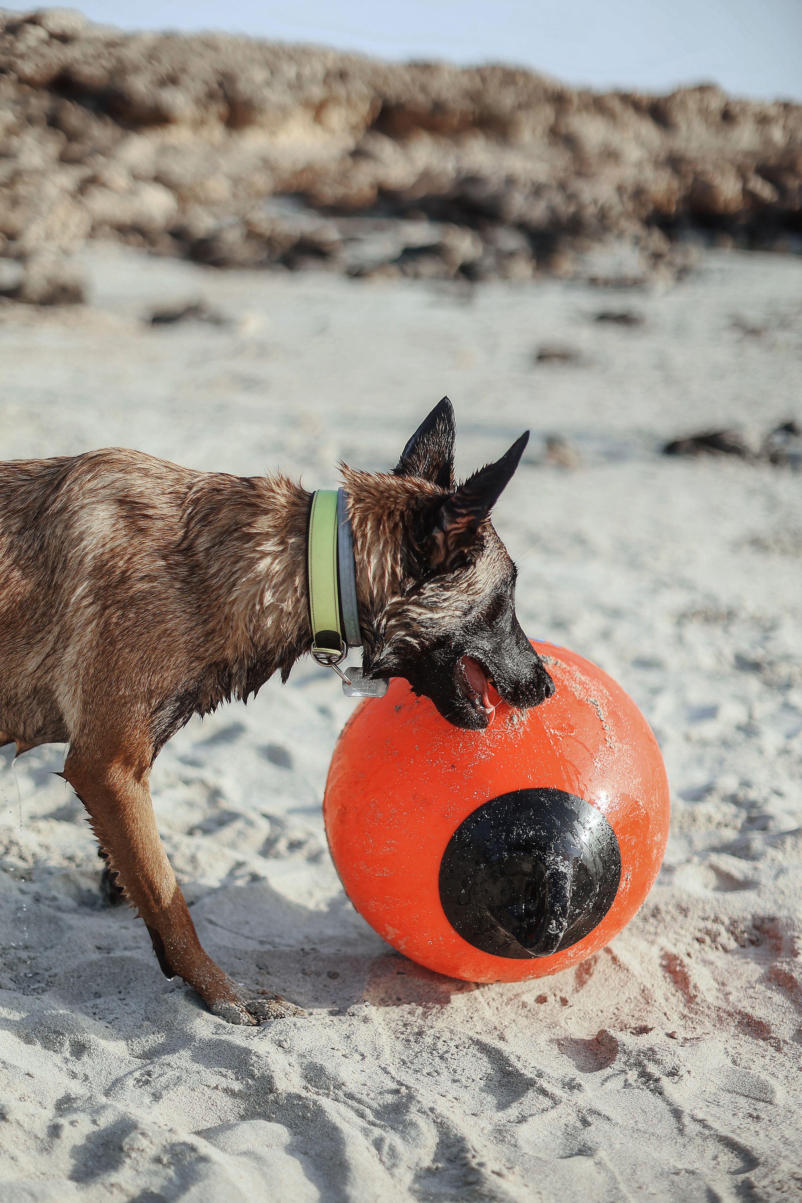 Съемка с питомцем, Айя-Напа. Май, 2022. Kipriotka. Ваш фотограф на Кипре (Айя-Напа, Протарас)