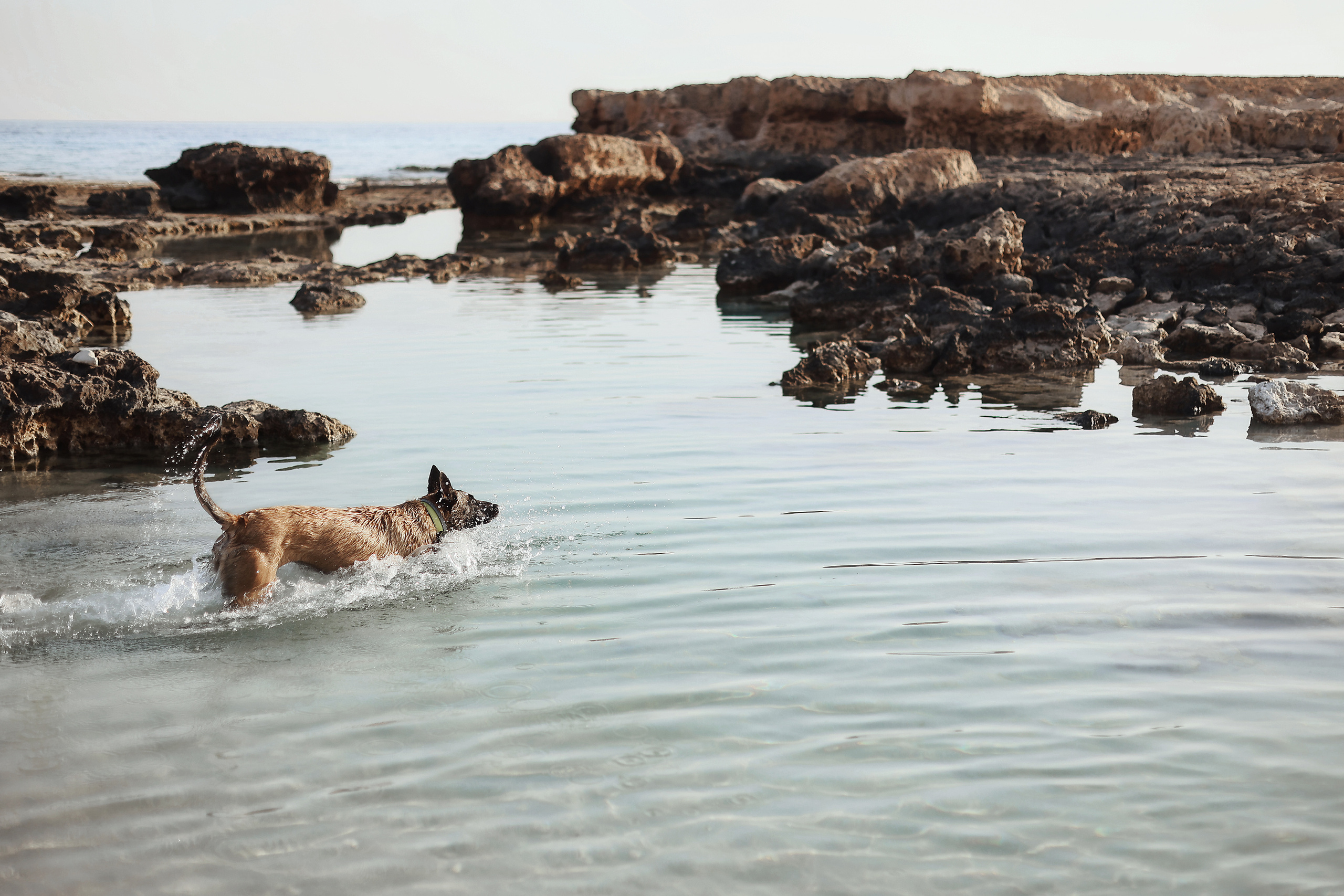 Съемка с питомцем, Айя-Напа. Май, 2022. Kipriotka. Ваш фотограф на Кипре (Айя-Напа, Протарас)