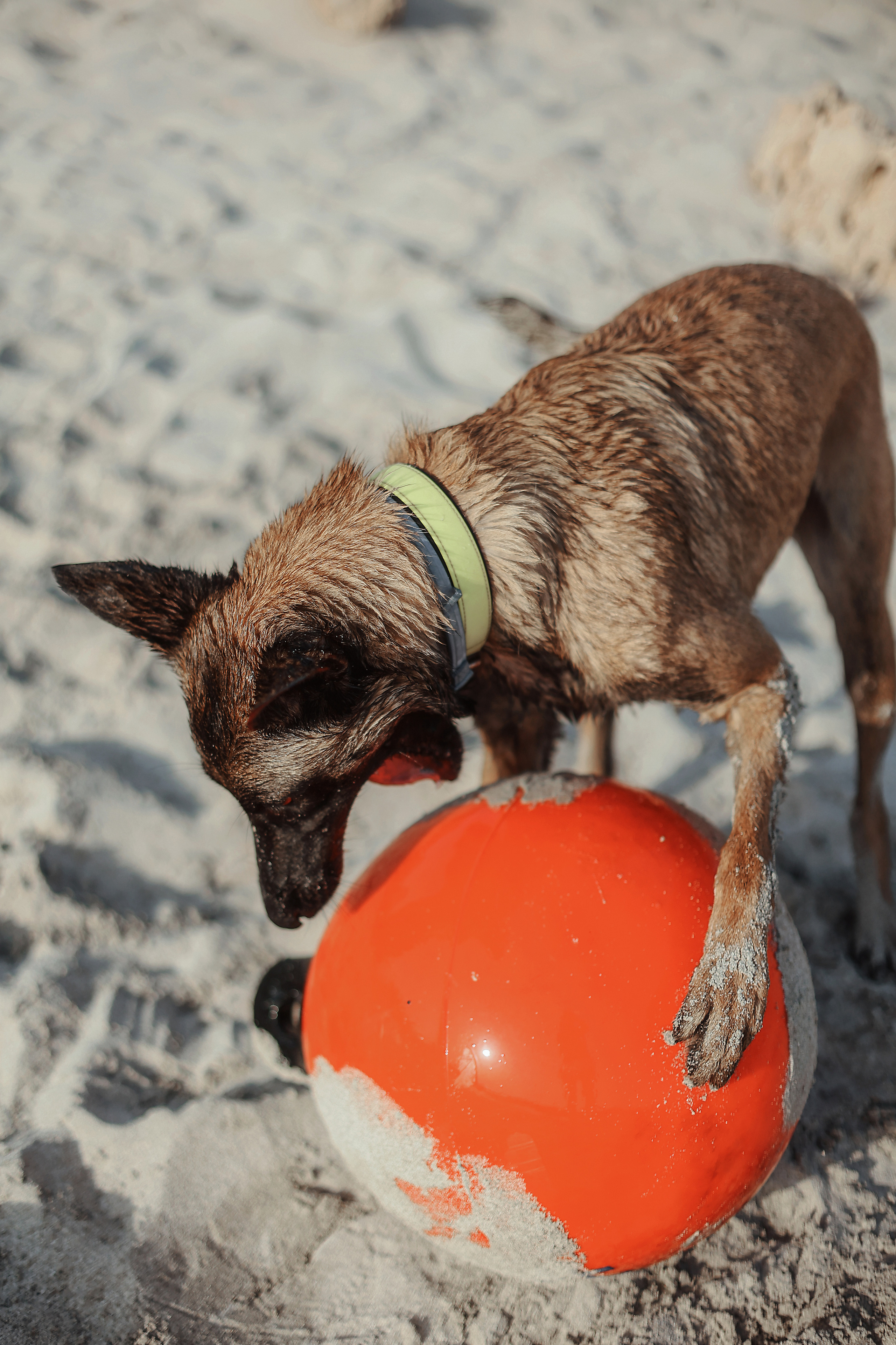 Съемка с питомцем, Айя-Напа. Май, 2022. Kipriotka. Ваш фотограф на Кипре (Айя-Напа, Протарас)