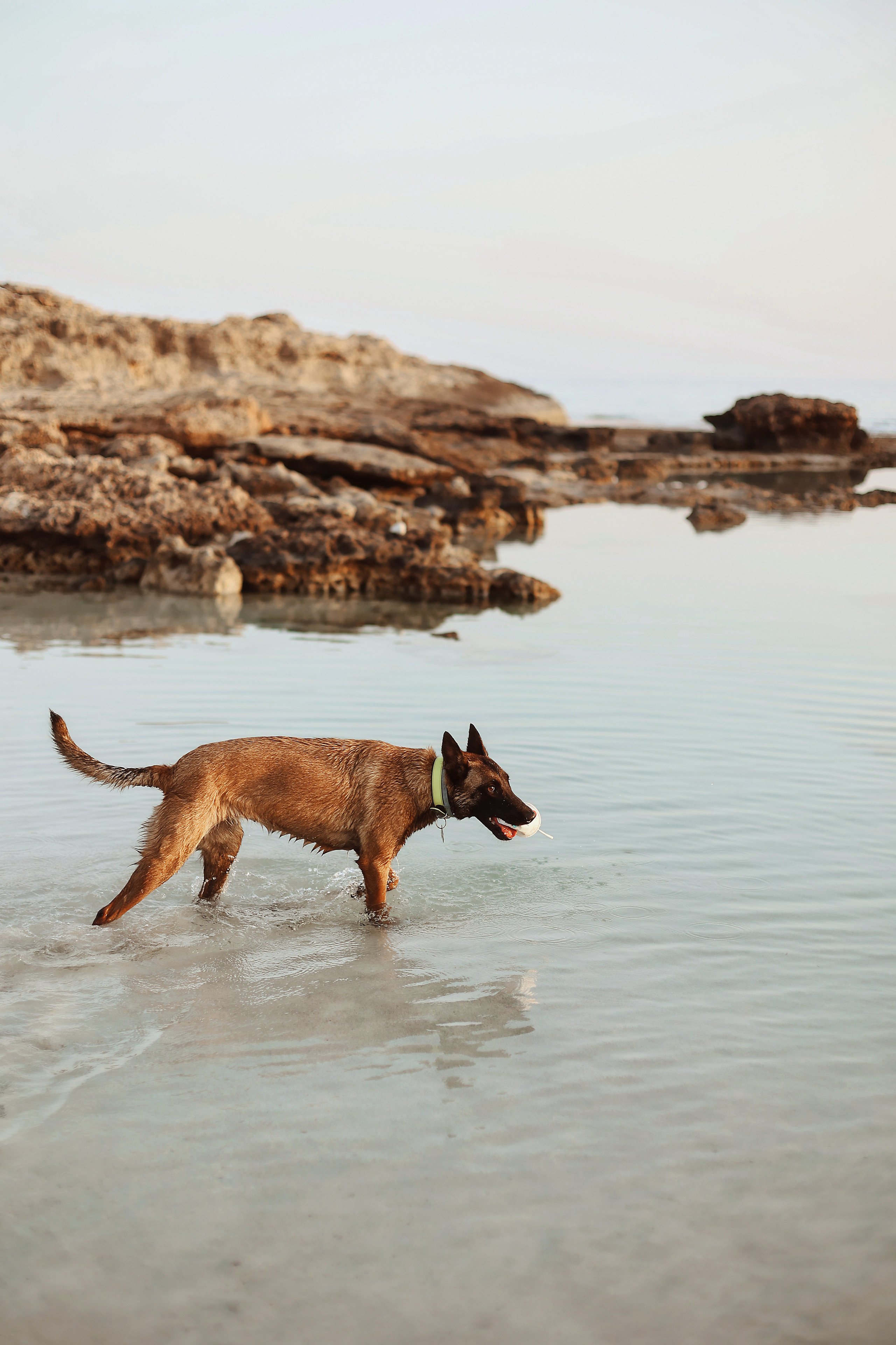 Съемка с питомцем, Айя-Напа. Май, 2022. Kipriotka. Ваш фотограф на Кипре (Айя-Напа, Протарас)