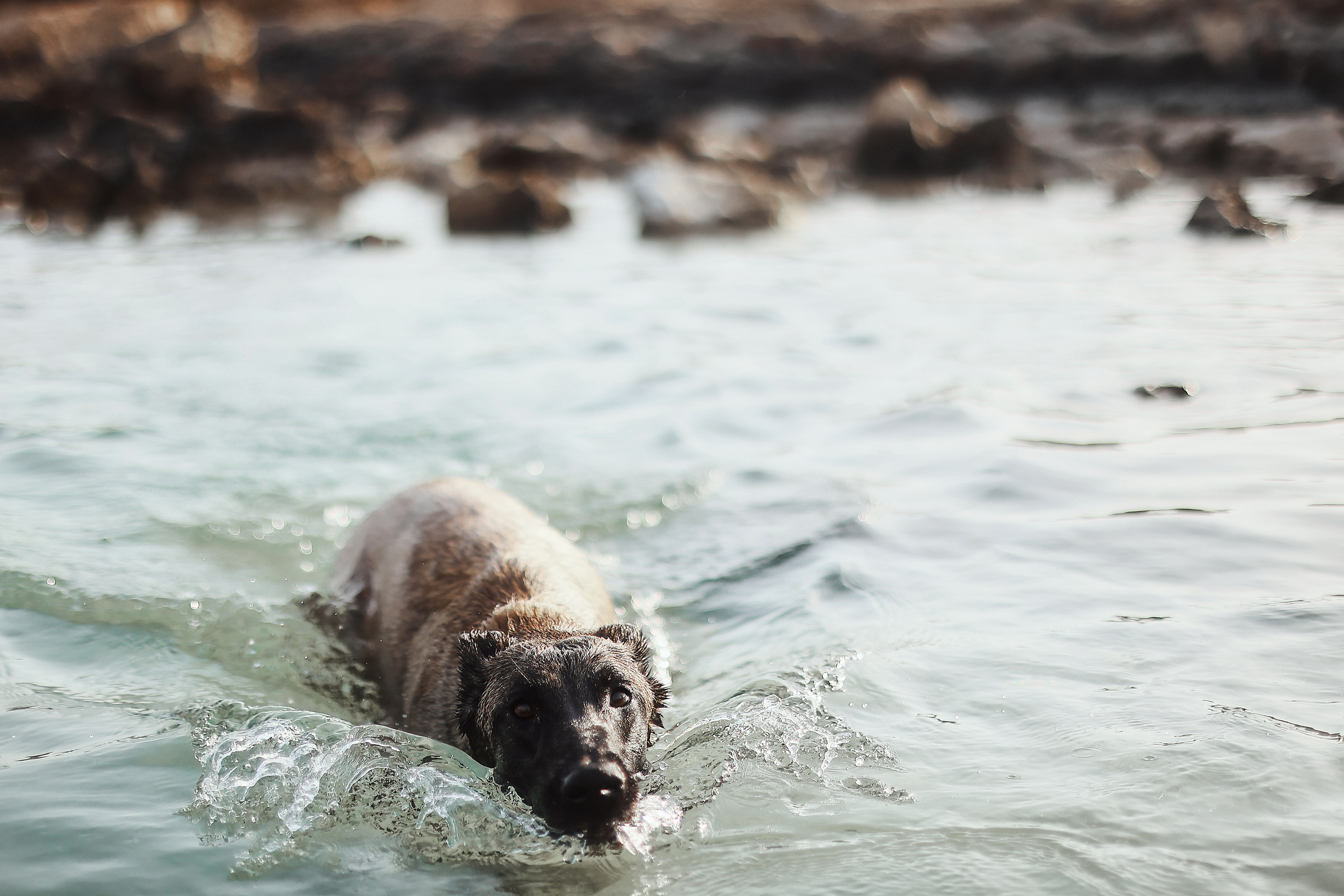 Съемка с питомцем, Айя-Напа. Май, 2022. Kipriotka. Ваш фотограф на Кипре (Айя-Напа, Протарас)