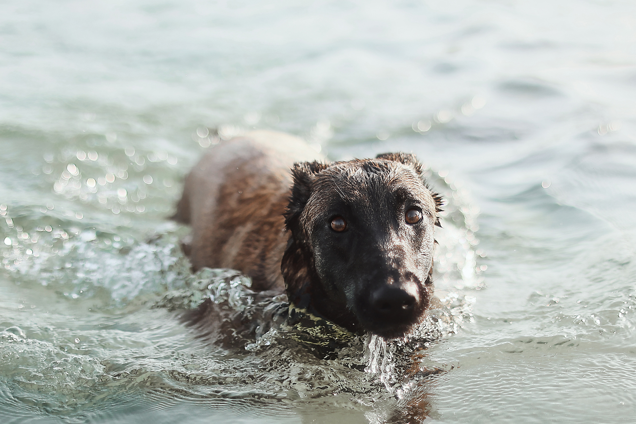 Съемка с питомцем, Айя-Напа. Май, 2022. Kipriotka. Ваш фотограф на Кипре (Айя-Напа, Протарас)