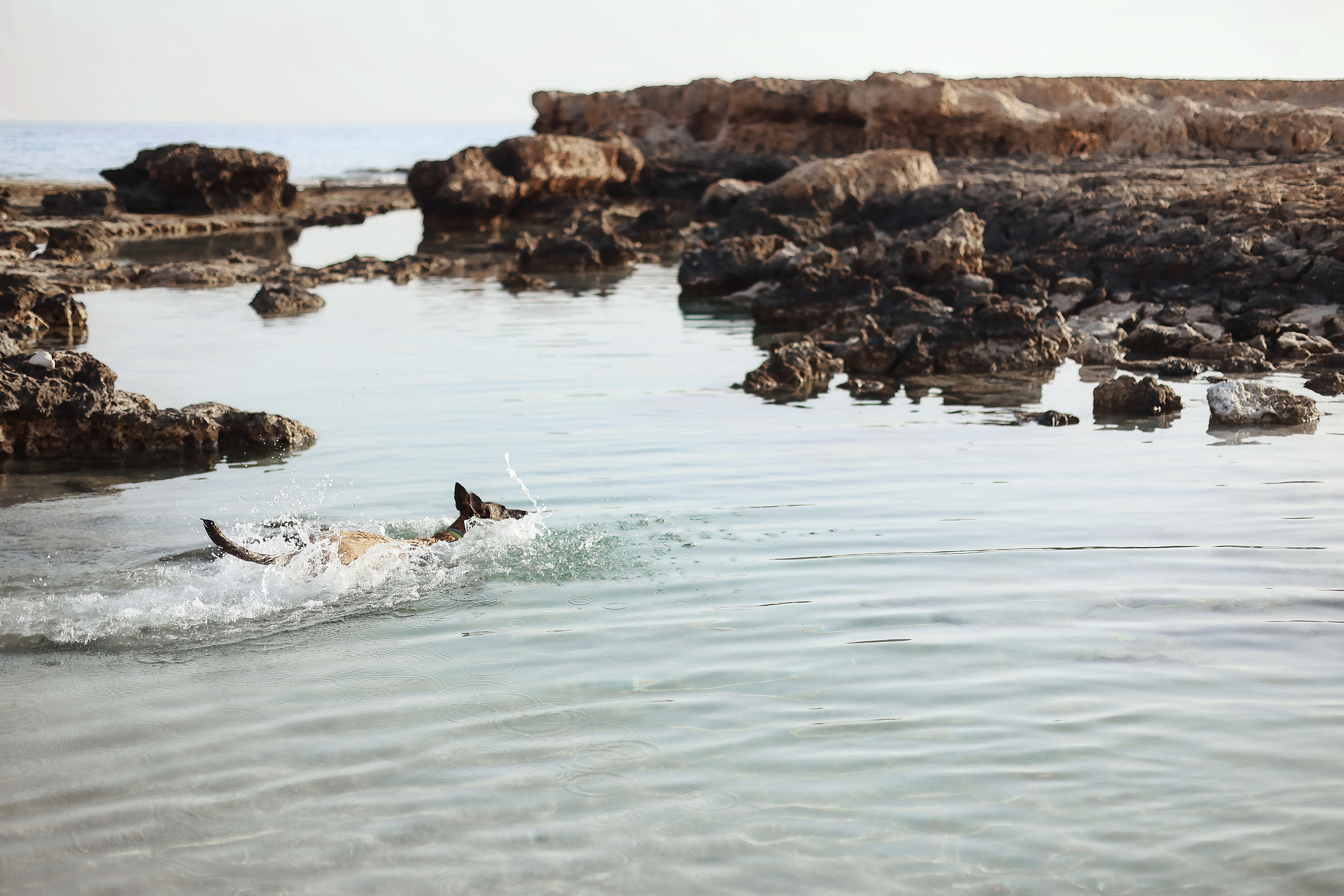 Съемка с питомцем, Айя-Напа. Май, 2022. Kipriotka. Ваш фотограф на Кипре (Айя-Напа, Протарас)