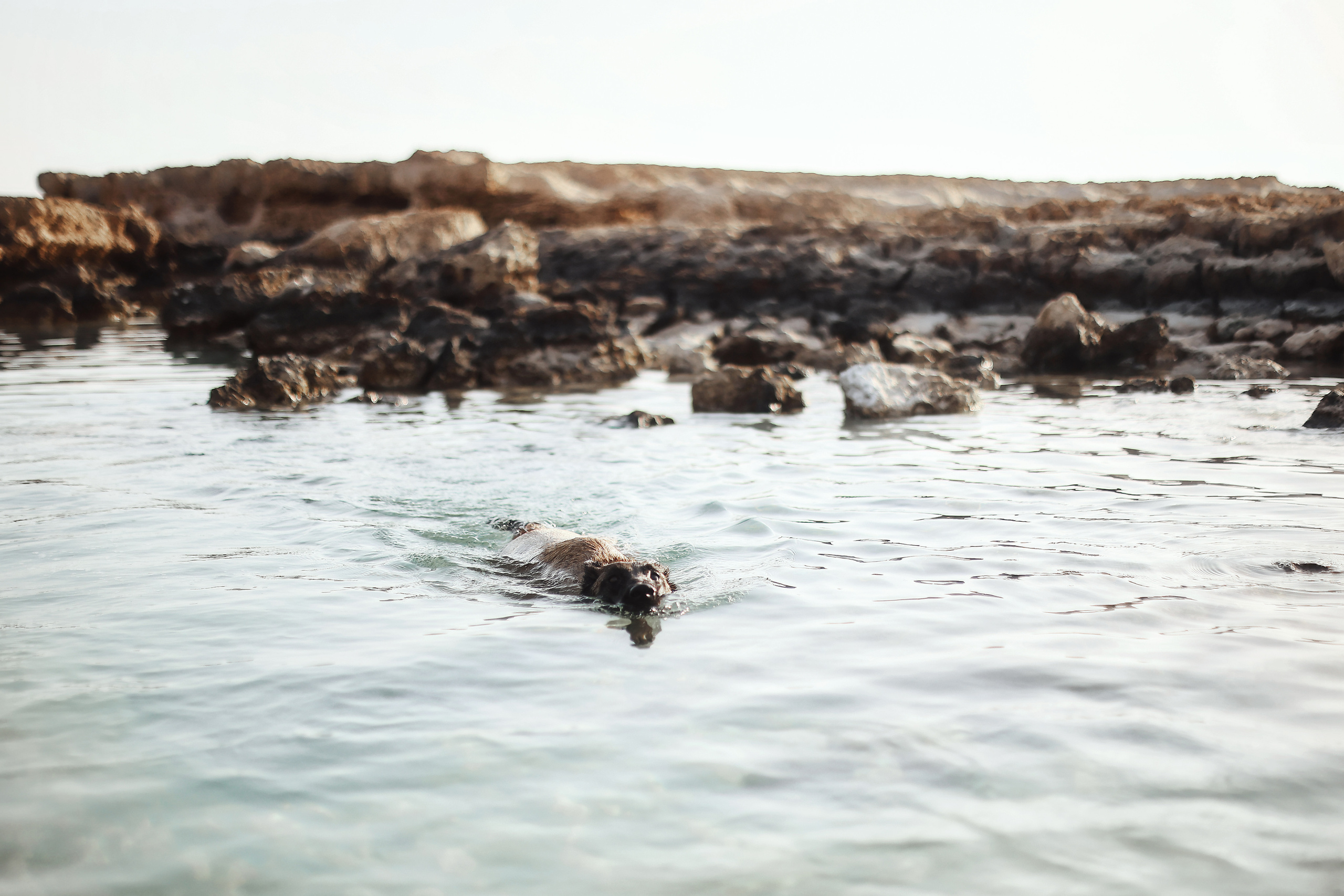 Съемка с питомцем, Айя-Напа. Май, 2022. Kipriotka. Ваш фотограф на Кипре (Айя-Напа, Протарас)