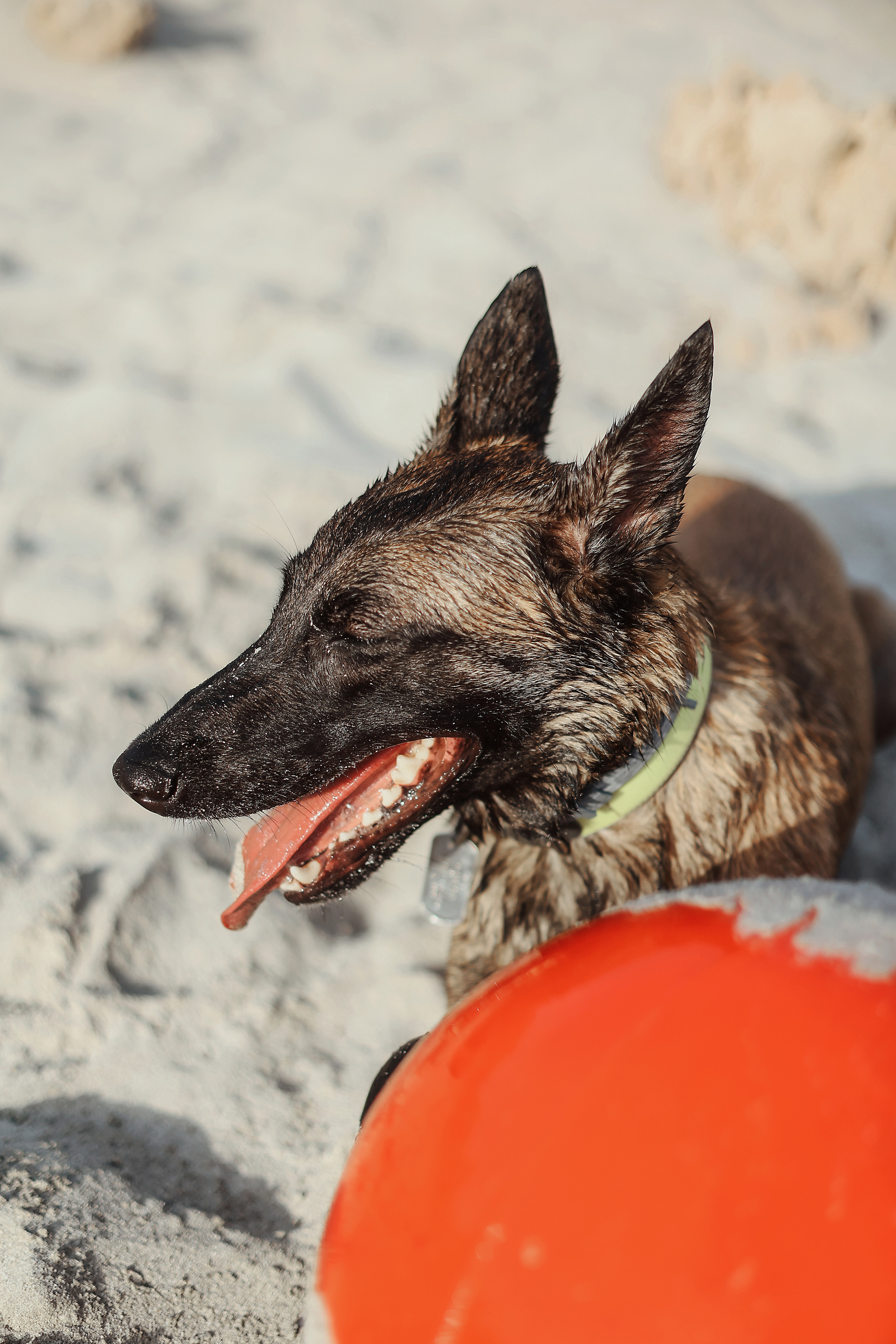 Съемка с питомцем, Айя-Напа. Май, 2022. Kipriotka. Ваш фотограф на Кипре (Айя-Напа, Протарас)