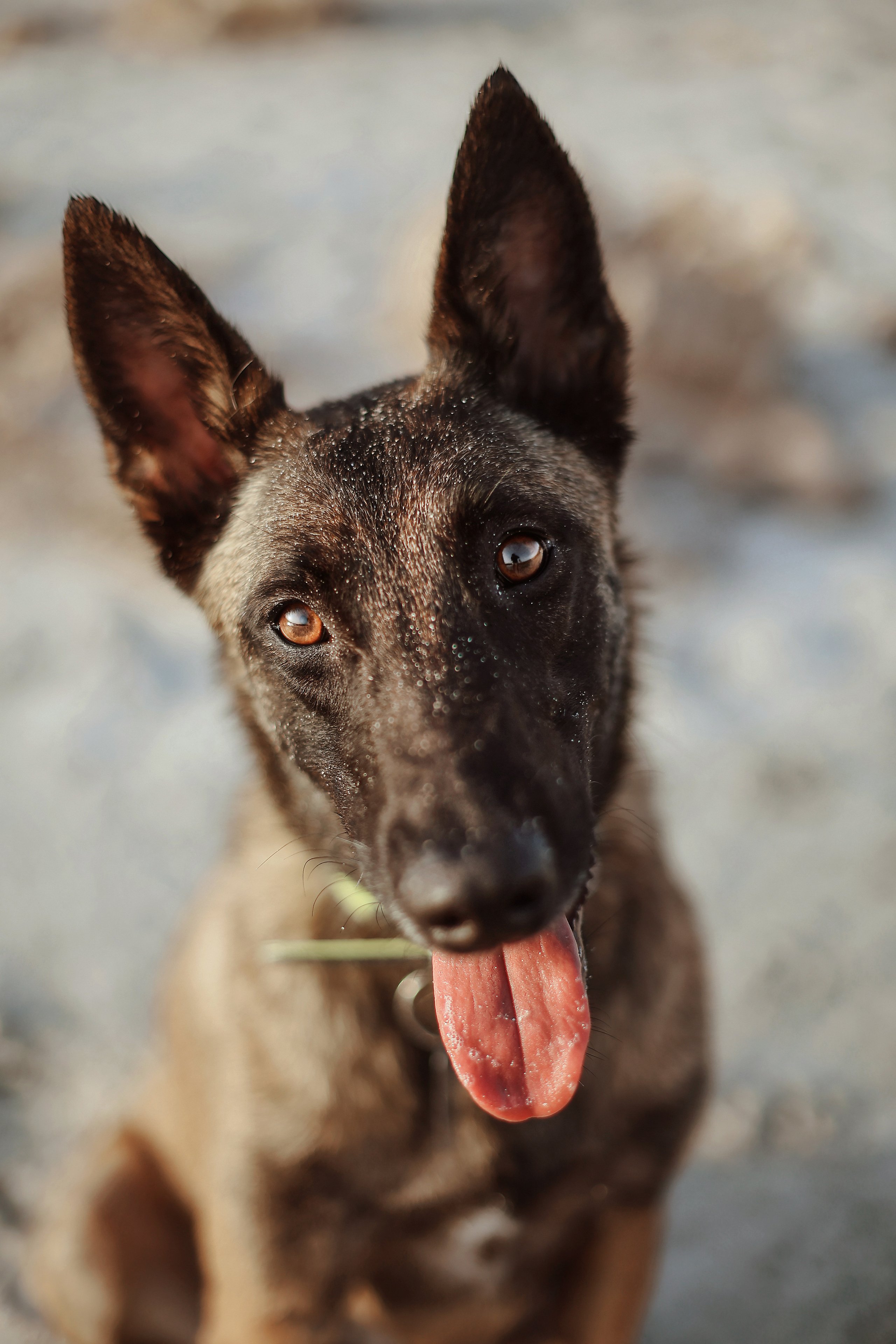 Съемка с питомцем, Айя-Напа. Май, 2022. Kipriotka. Ваш фотограф на Кипре (Айя-Напа, Протарас)