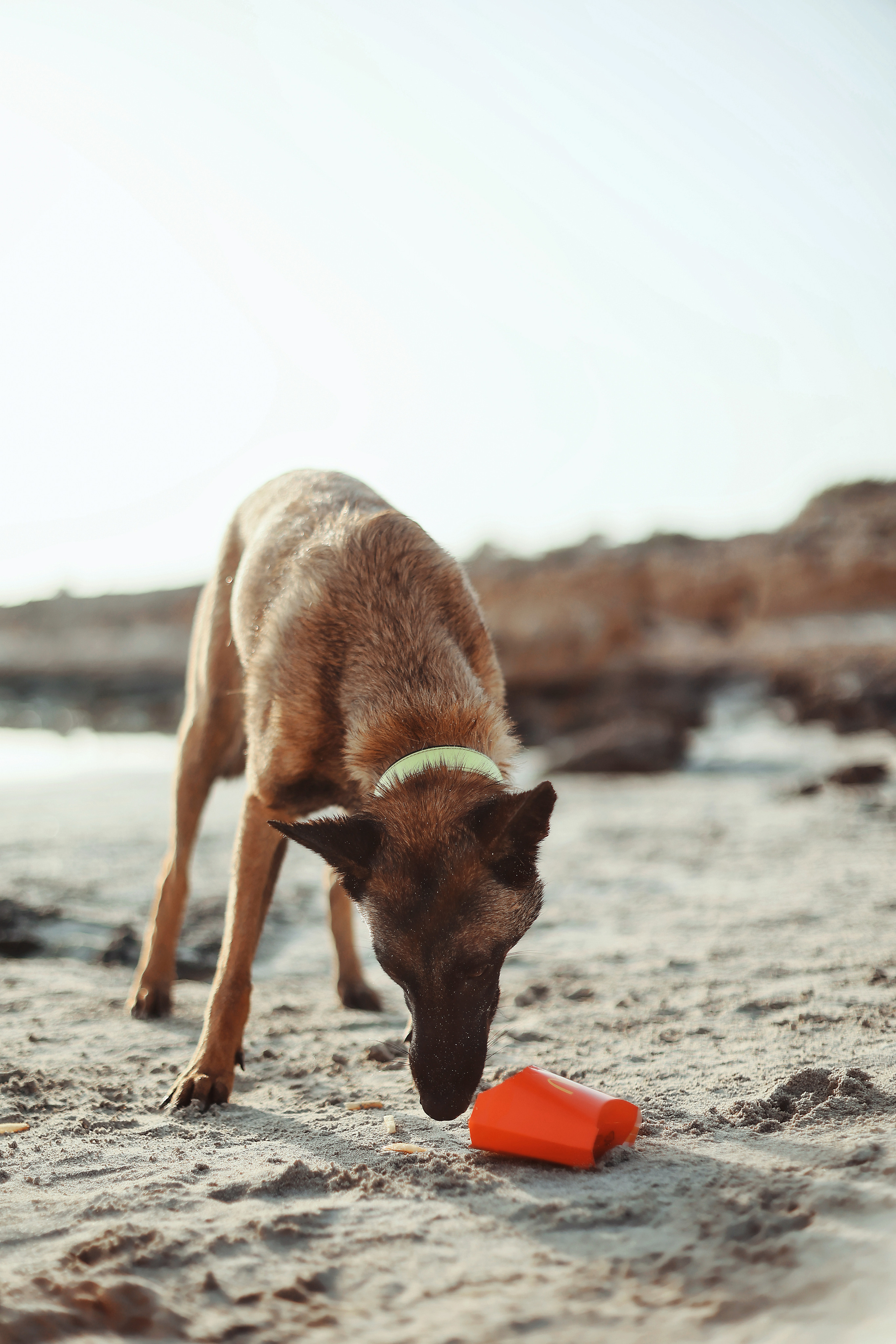 Съемка с питомцем, Айя-Напа. Май, 2022. Kipriotka. Ваш фотограф на Кипре (Айя-Напа, Протарас)