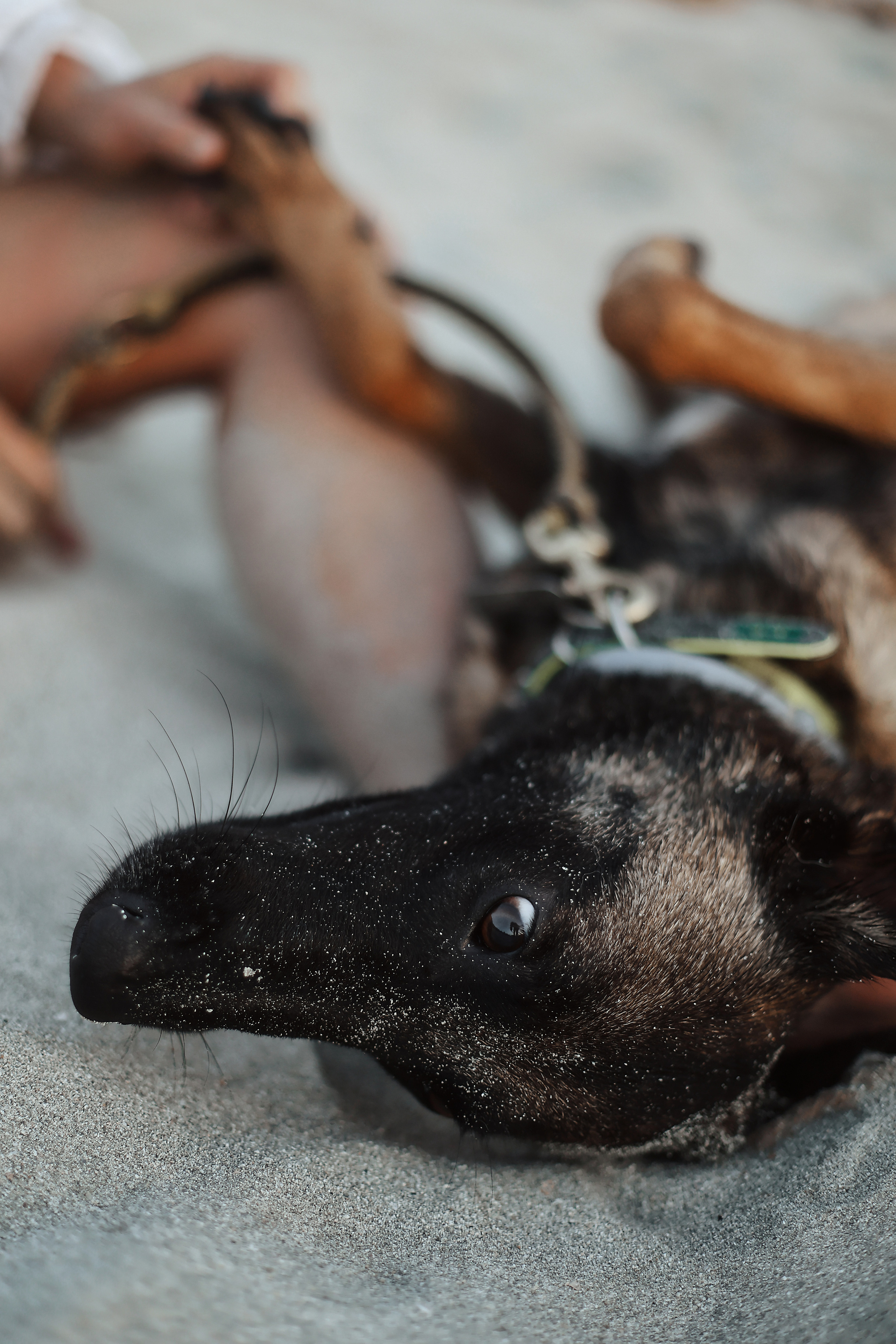 Съемка с питомцем, Айя-Напа. Май, 2022. Kipriotka. Ваш фотограф на Кипре (Айя-Напа, Протарас)