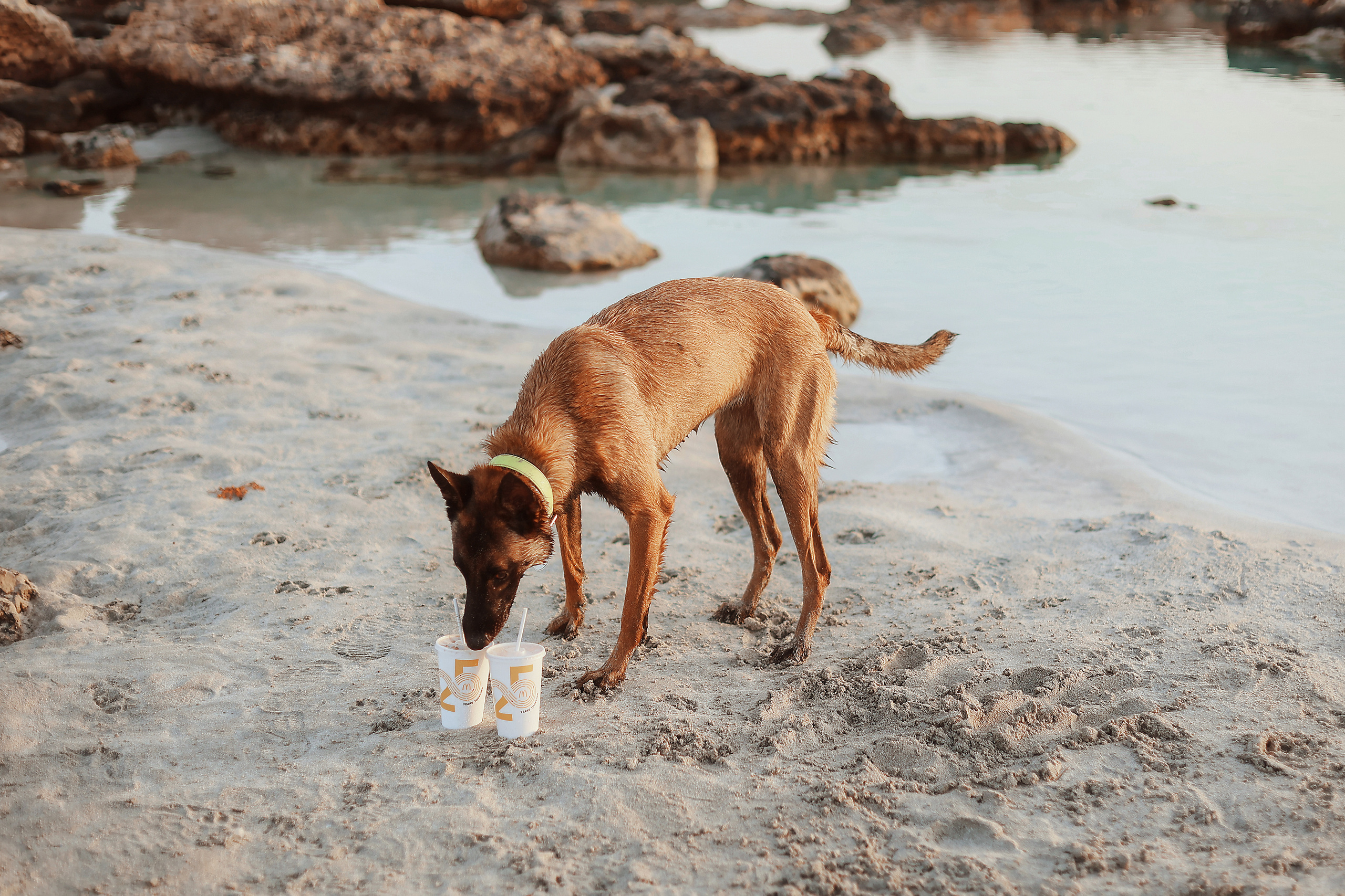 Съемка с питомцем, Айя-Напа. Май, 2022. Kipriotka. Ваш фотограф на Кипре (Айя-Напа, Протарас)