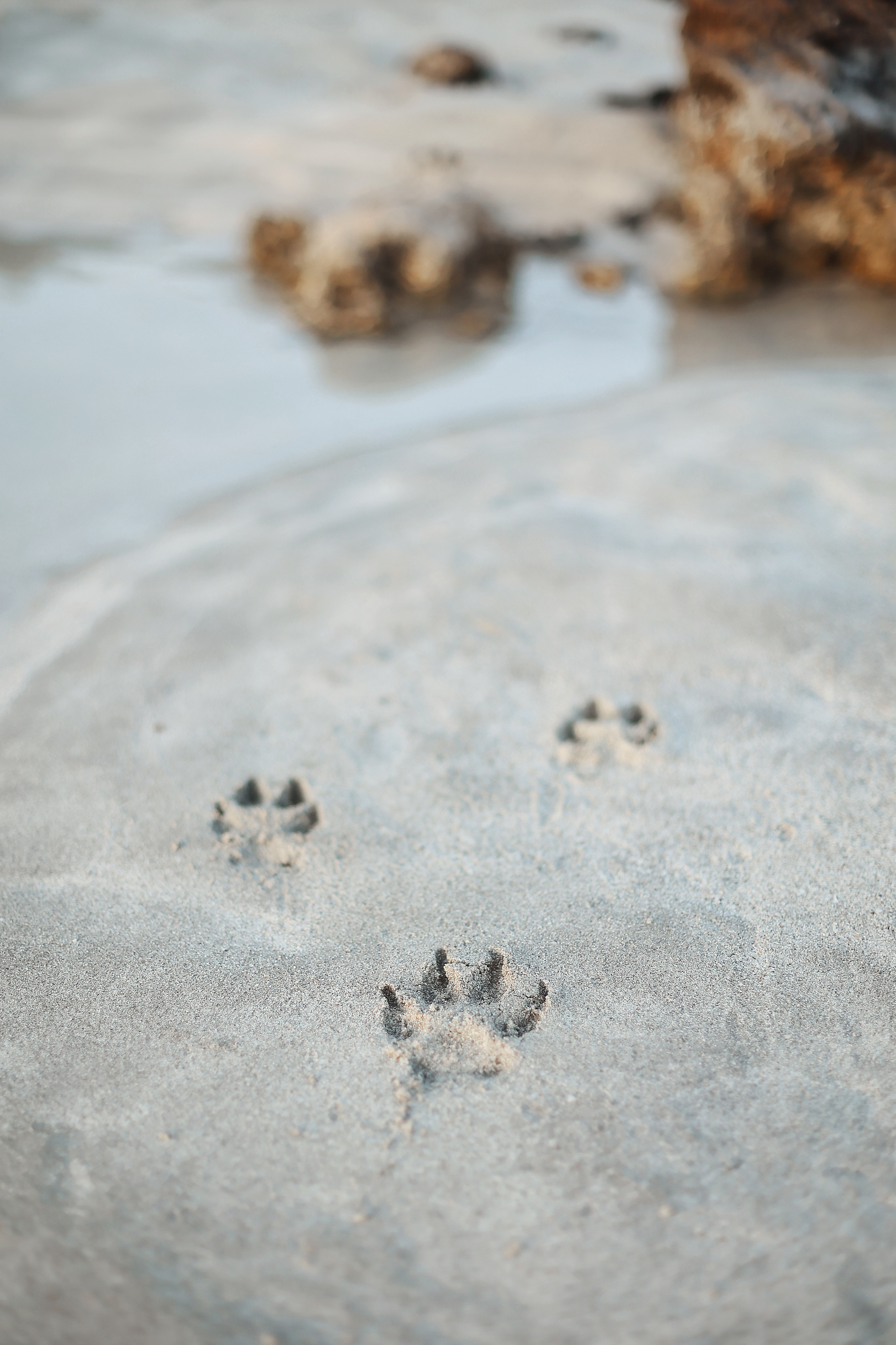 Съемка с питомцем, Айя-Напа. Май, 2022. Kipriotka. Ваш фотограф на Кипре (Айя-Напа, Протарас)
