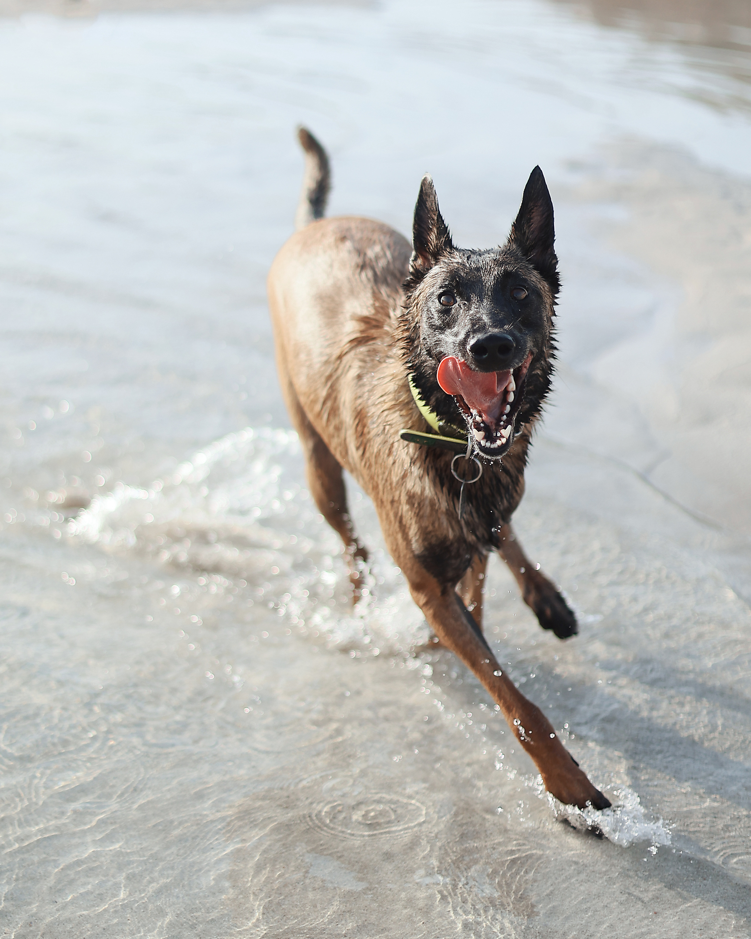 Съемка с питомцем, Айя-Напа. Май, 2022. Kipriotka. Ваш фотограф на Кипре (Айя-Напа, Протарас)