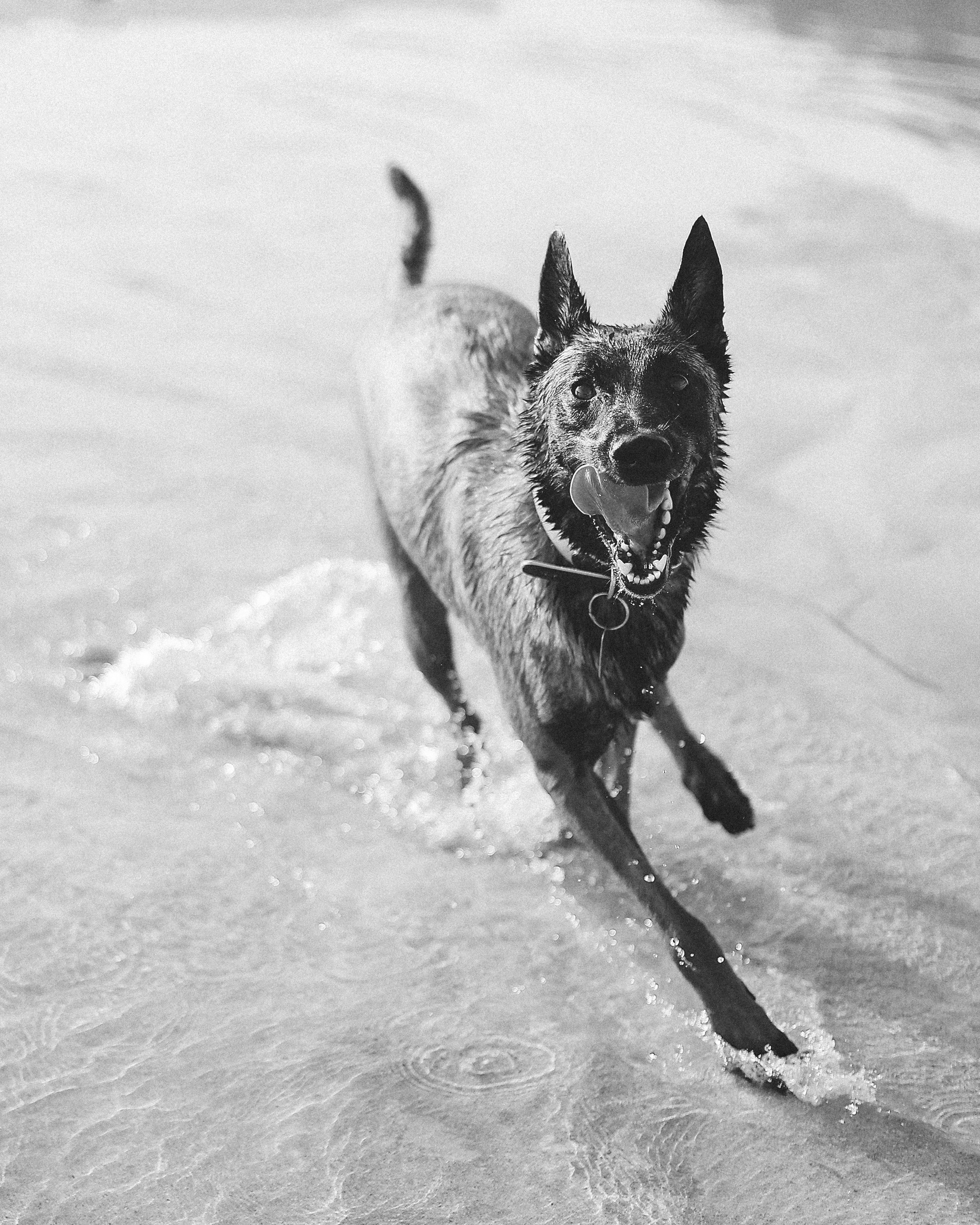 Съемка с питомцем, Айя-Напа. Май, 2022. Kipriotka. Ваш фотограф на Кипре (Айя-Напа, Протарас)