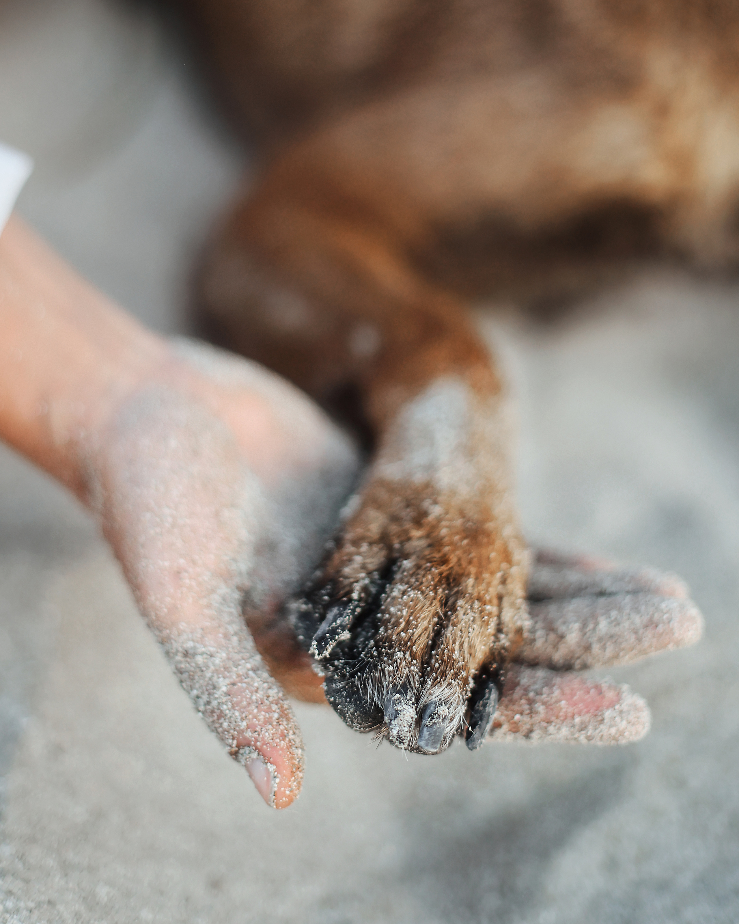 Съемка с питомцем, Айя-Напа. Май, 2022. Kipriotka. Ваш фотограф на Кипре (Айя-Напа, Протарас)