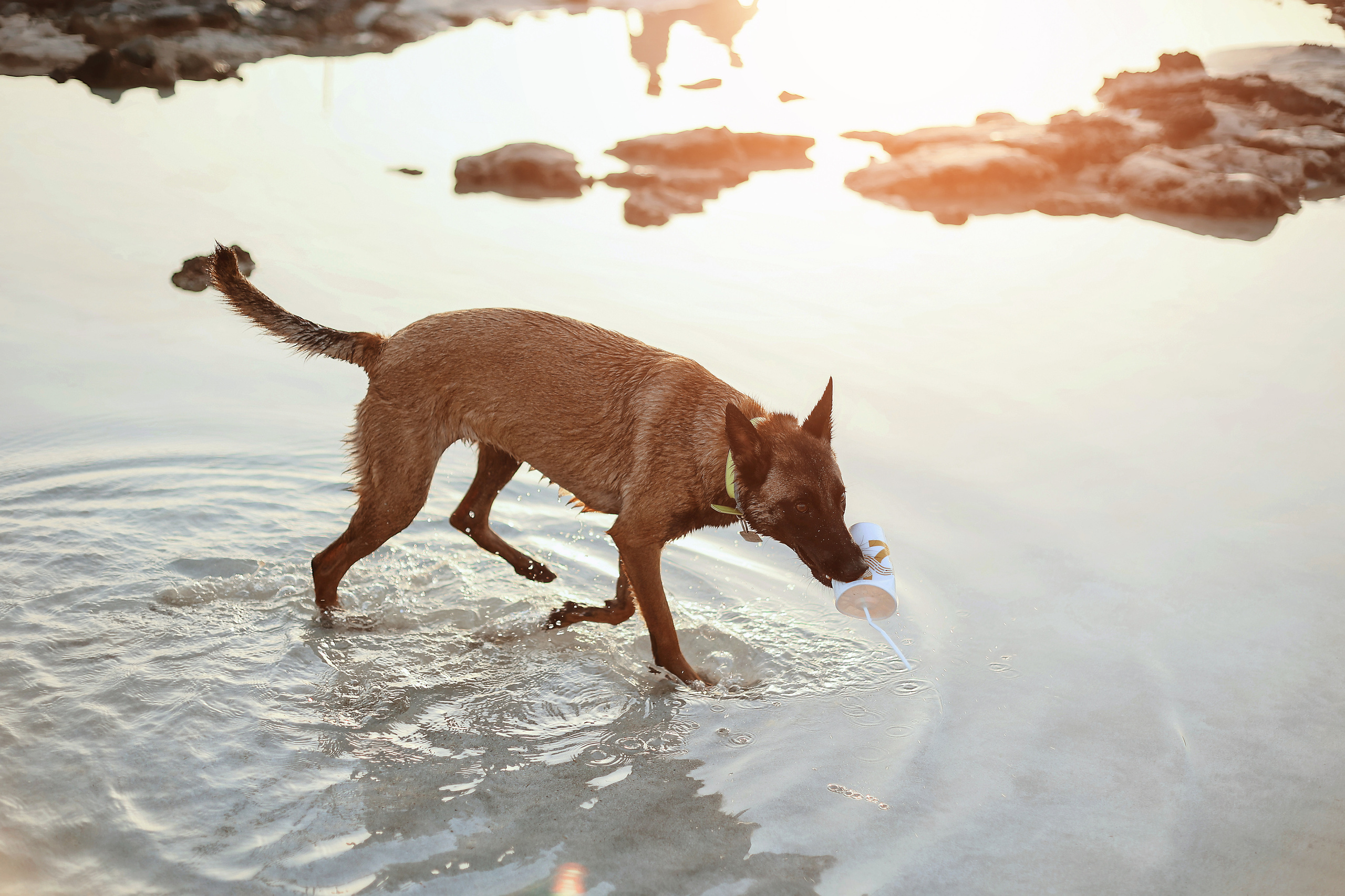 Съемка с питомцем, Айя-Напа. Май, 2022. Kipriotka. Ваш фотограф на Кипре (Айя-Напа, Протарас)