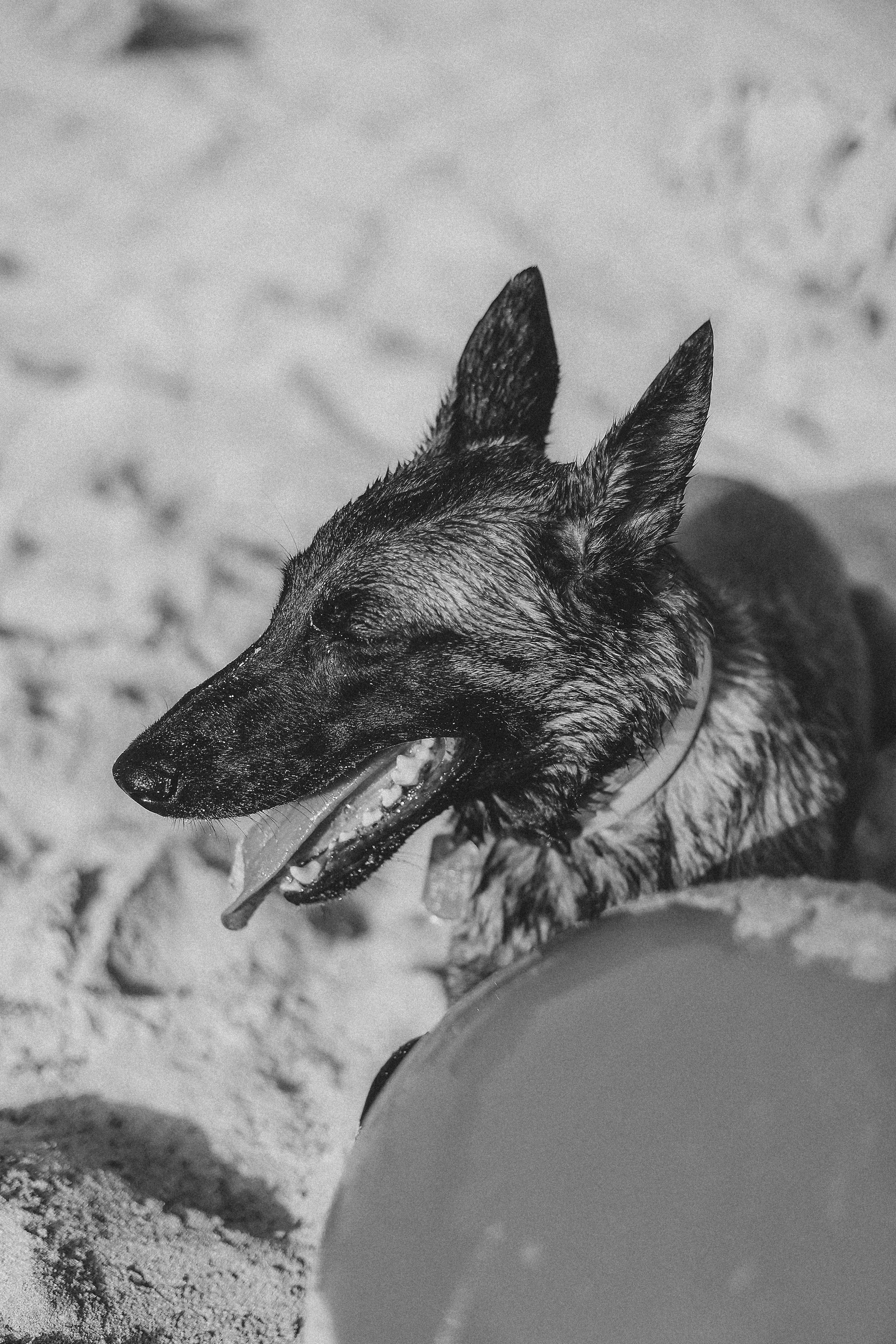 Съемка с питомцем, Айя-Напа. Май, 2022. Kipriotka. Ваш фотограф на Кипре (Айя-Напа, Протарас)