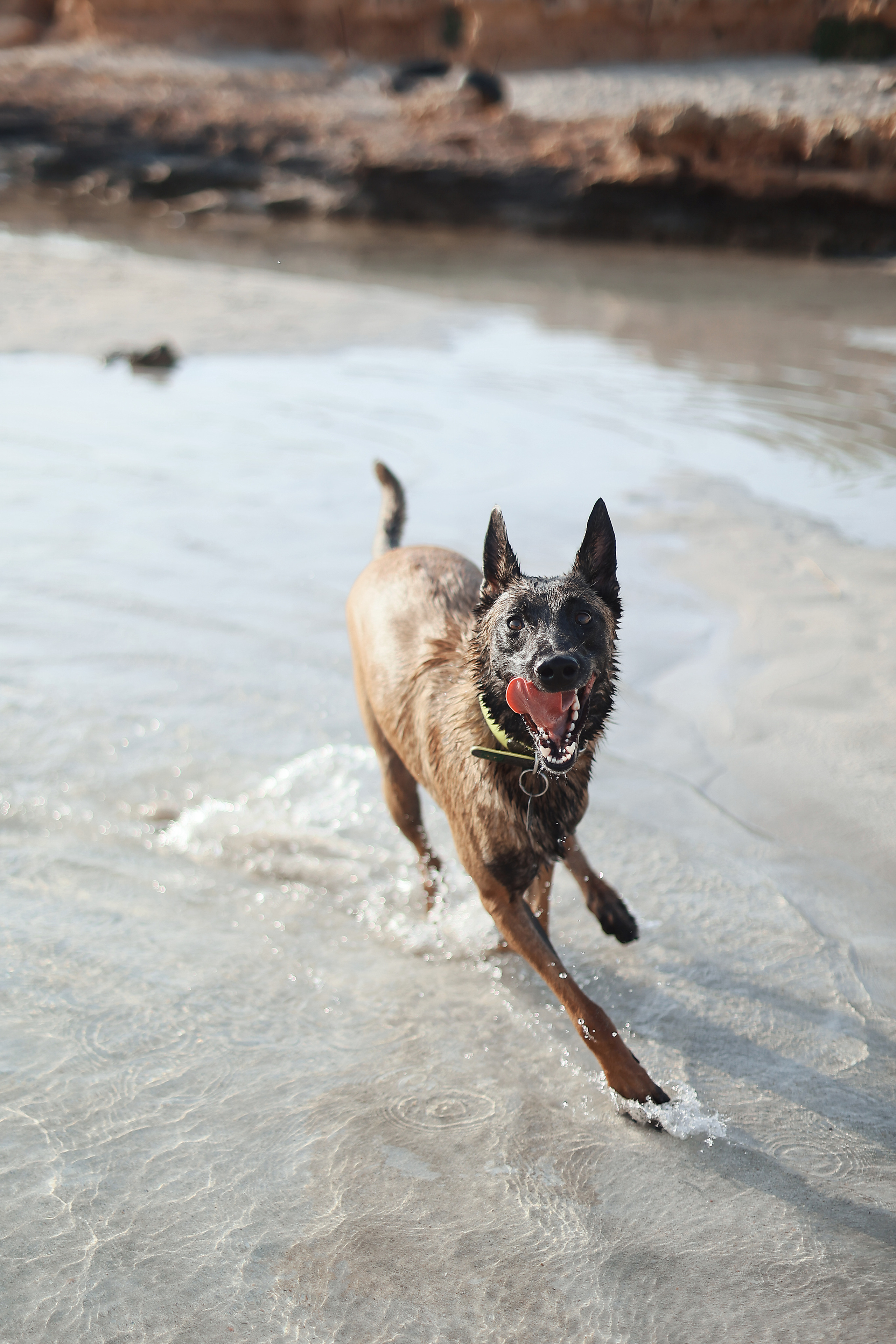 Съемка с питомцем, Айя-Напа. Май, 2022. Kipriotka. Ваш фотограф на Кипре (Айя-Напа, Протарас)