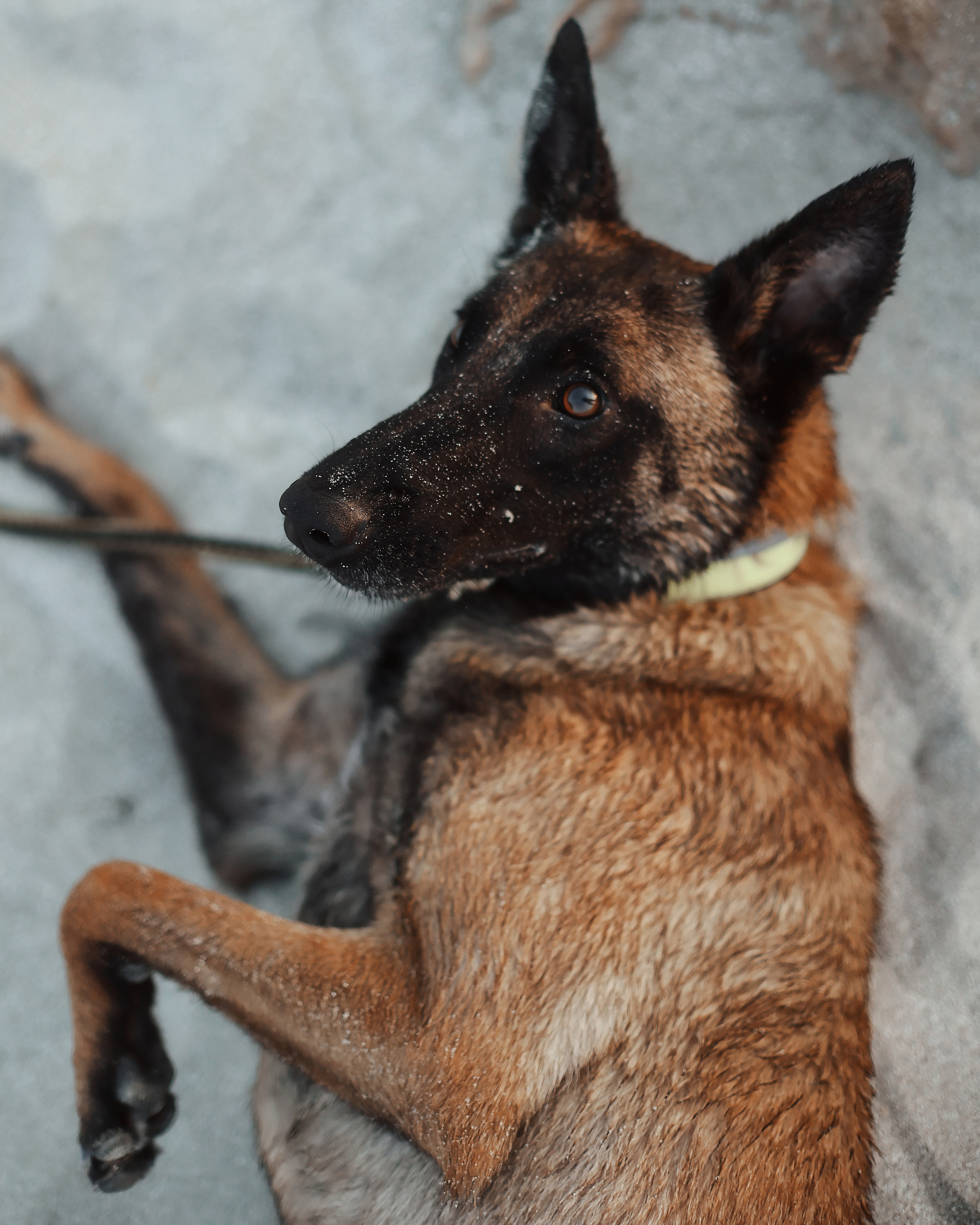 Съемка с питомцем, Айя-Напа. Май, 2022. Kipriotka. Ваш фотограф на Кипре (Айя-Напа, Протарас)