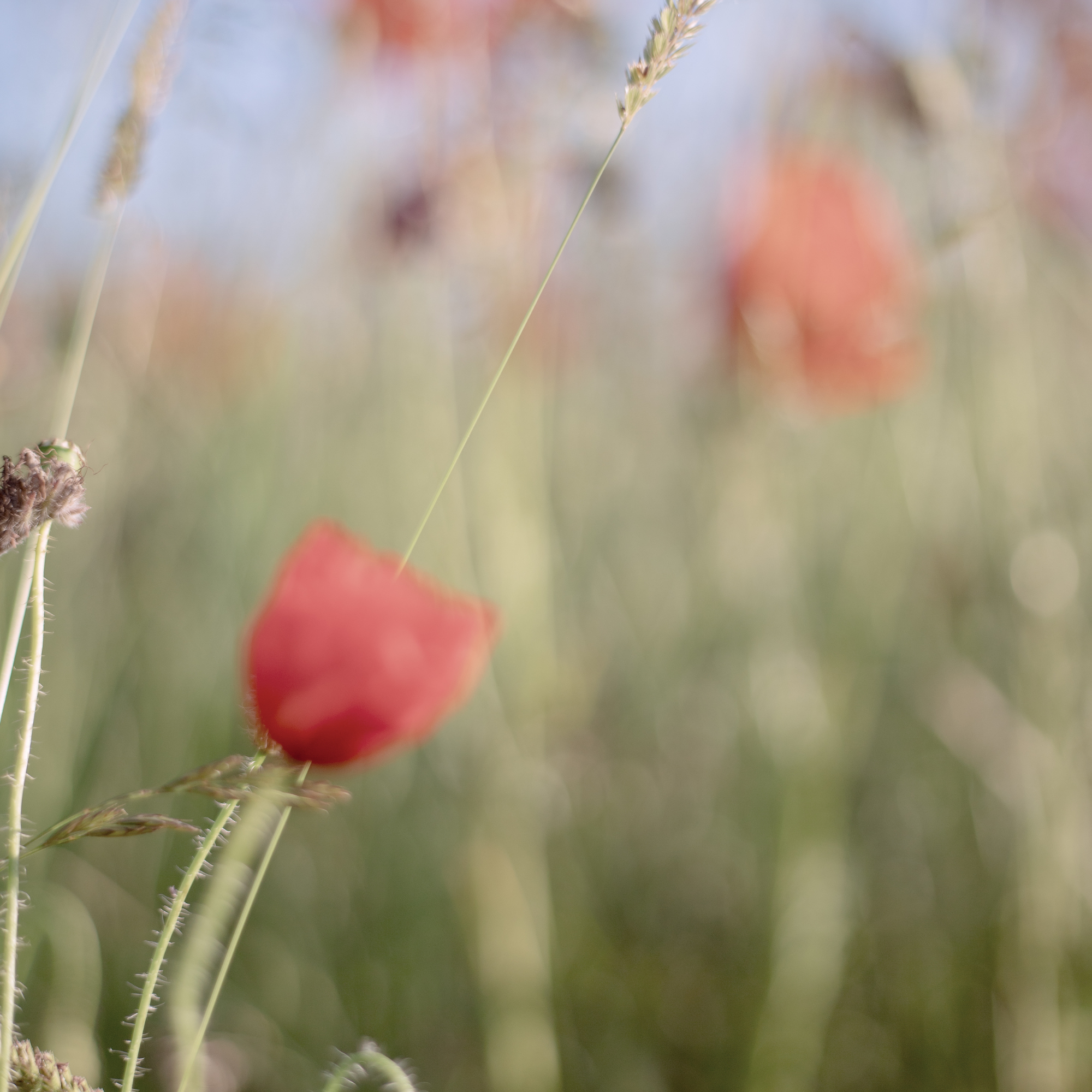 POPPIES PULSE. Natalja Poplavska — Visual artist, Photographer, East Sussex, London