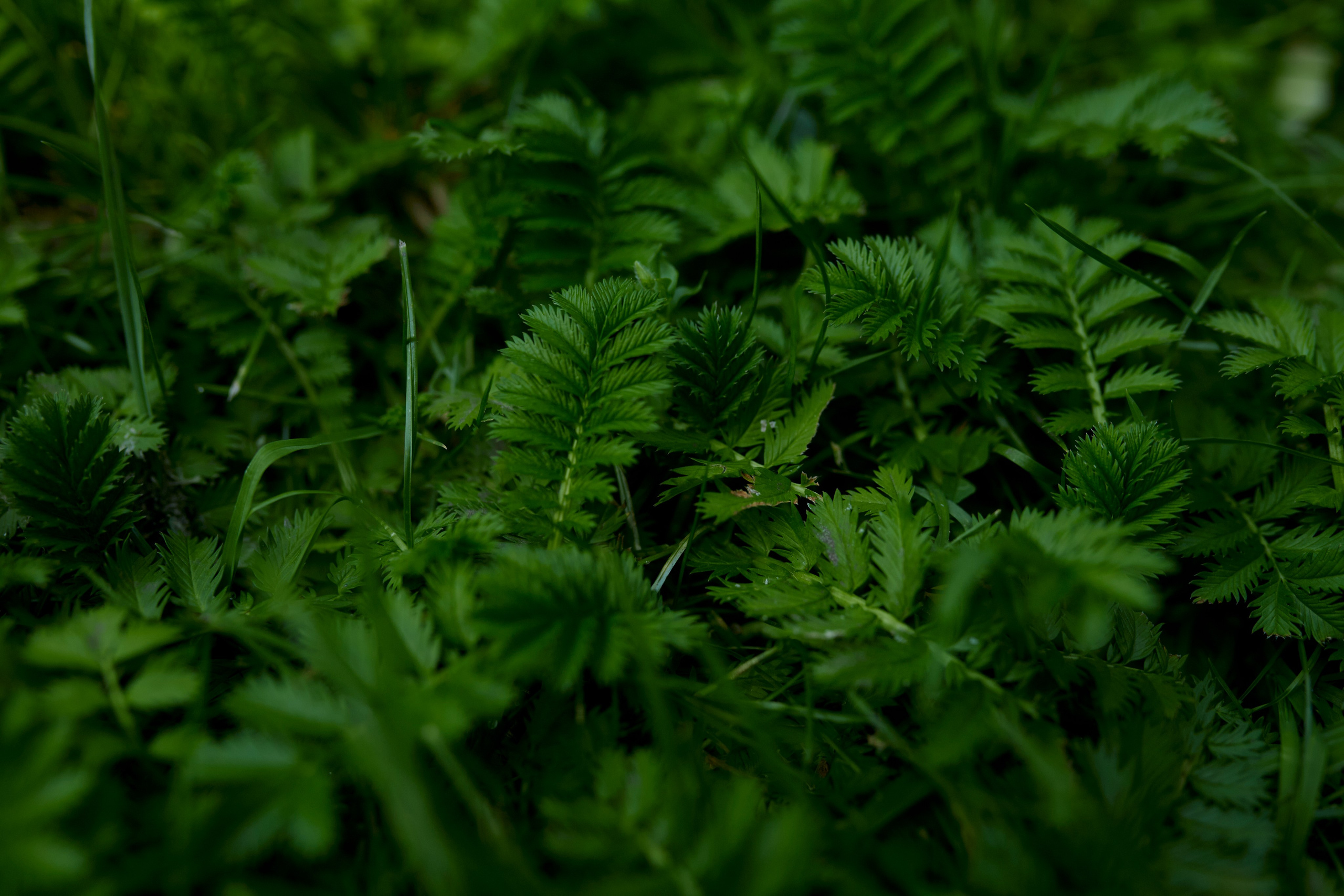 Nature. Personal, fashion, business Photographer in Netherlands