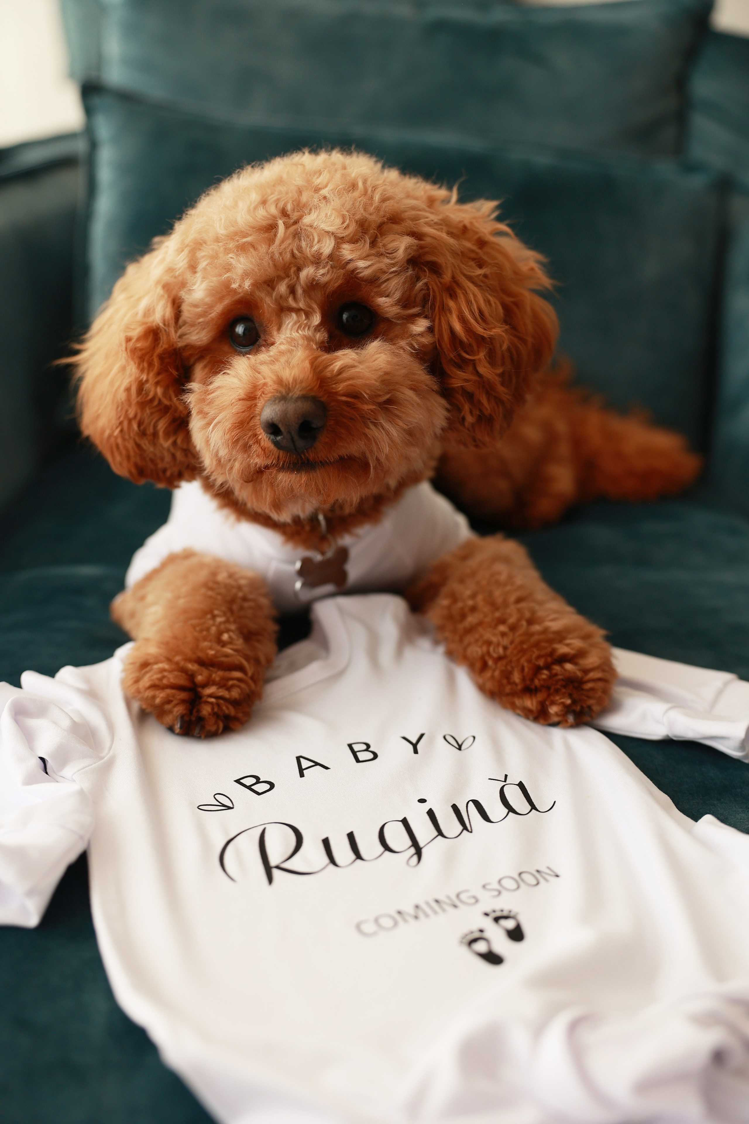 Portrait and Family Photographer in Netherlands