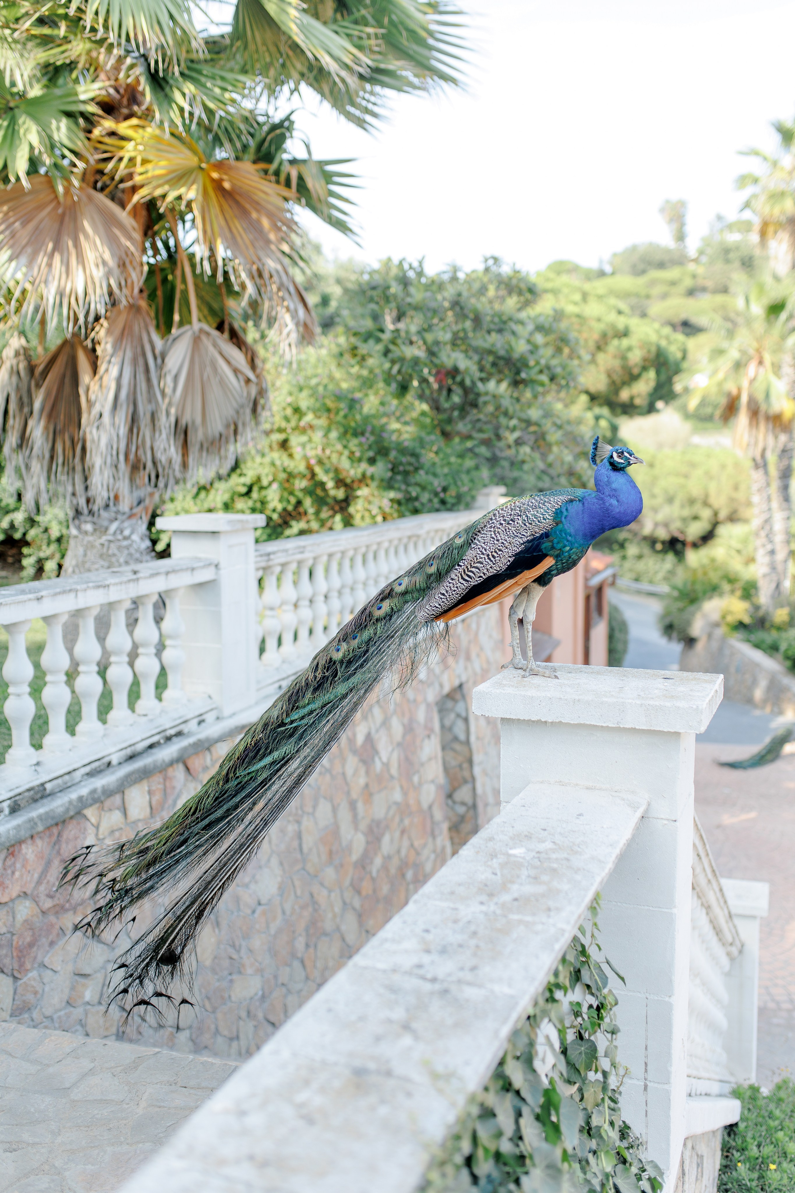 Wedding at Can Marial. Wedding Photographer in Barcelona Lana Alekhina