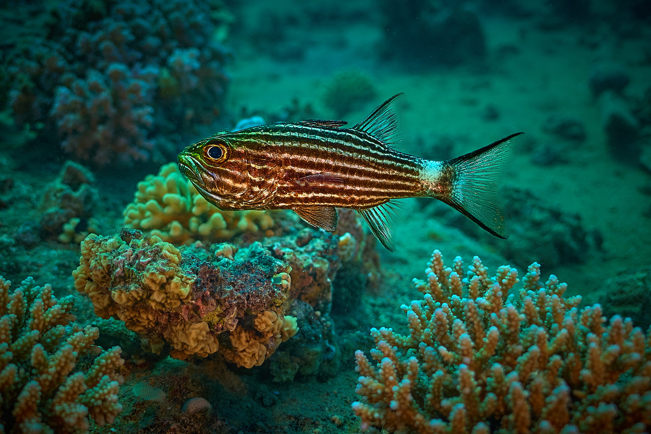 Fotograf podwodny Andriej Szypiłow - Fauna i flora Czerwonego i Adriatyckiego Mórz. Andriej Szypilow - Fotografia & Wideografia